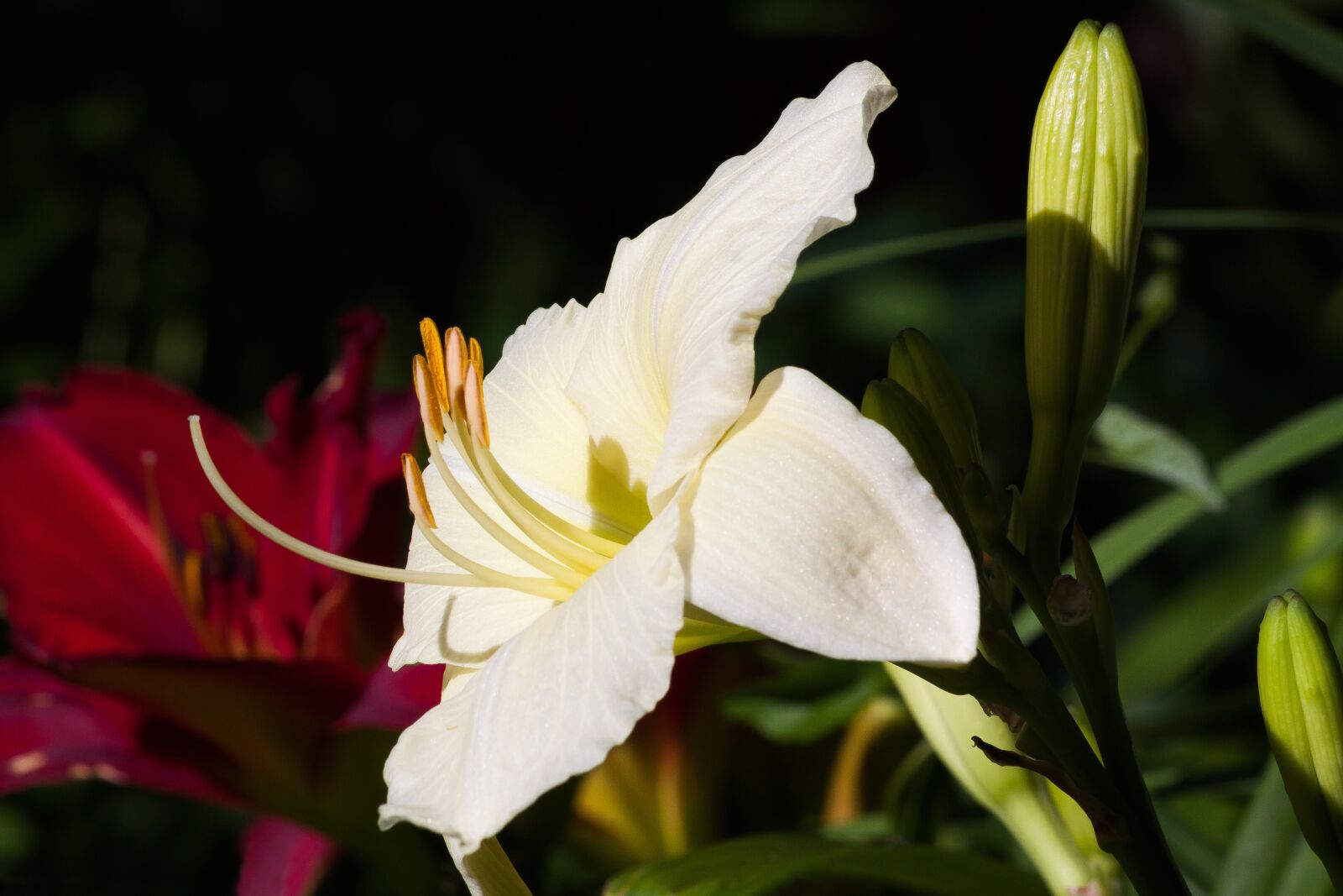 Canon EOS 50D sample photo. Daylily, hemerocallis, day lily photography