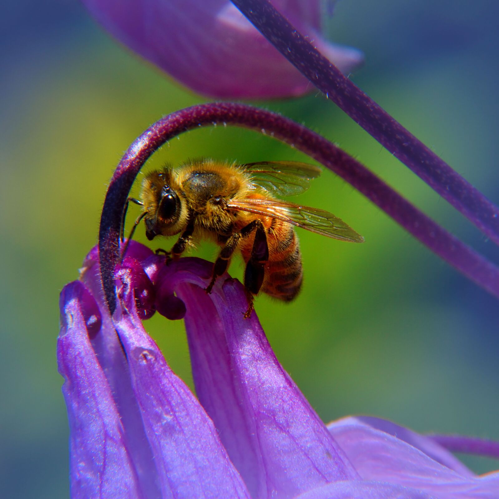 Nikon D5500 sample photo. Bee, blossom, bloom photography