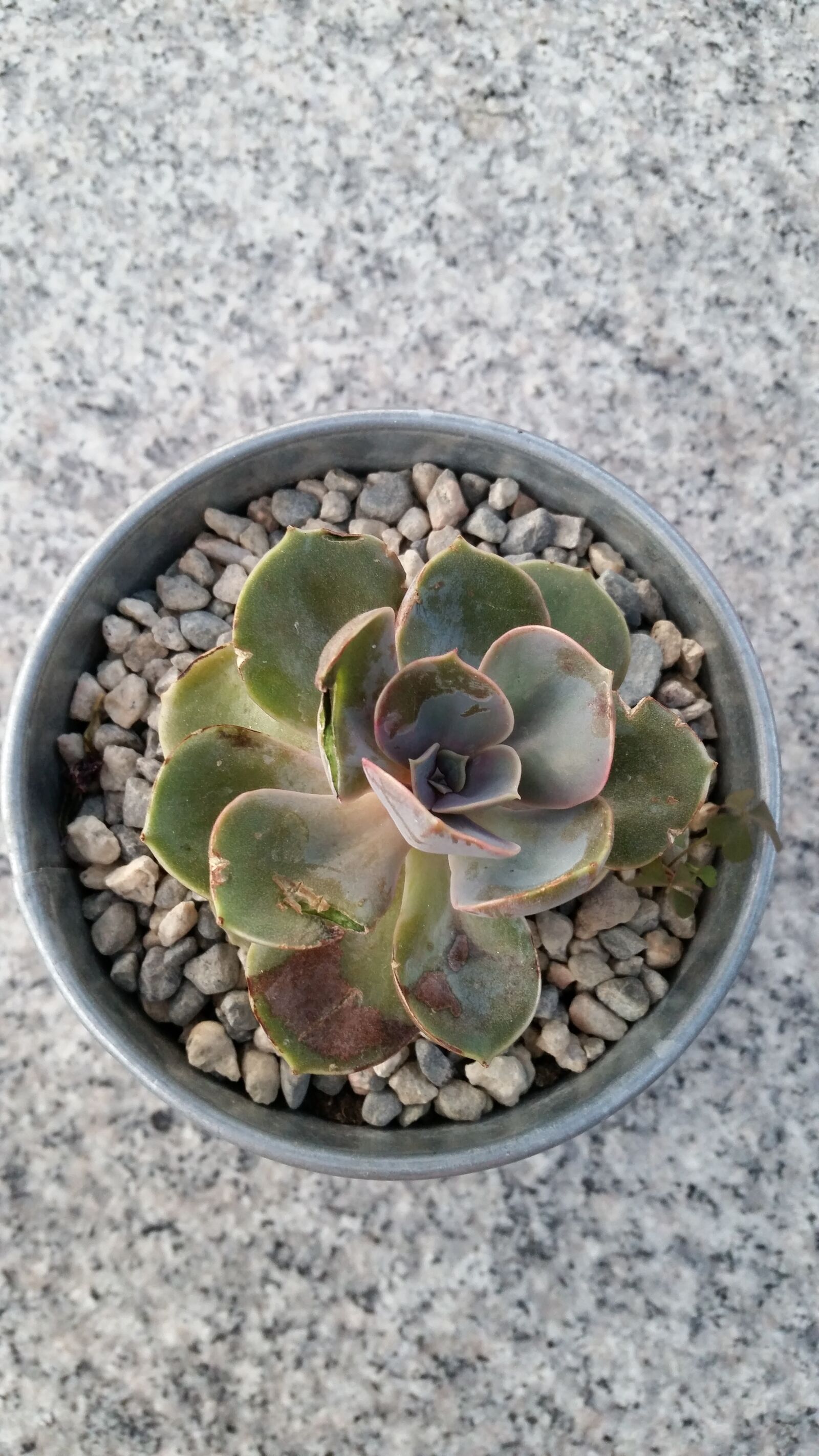 Samsung Galaxy S5 sample photo. Succulent, plant, outdoor eatery photography