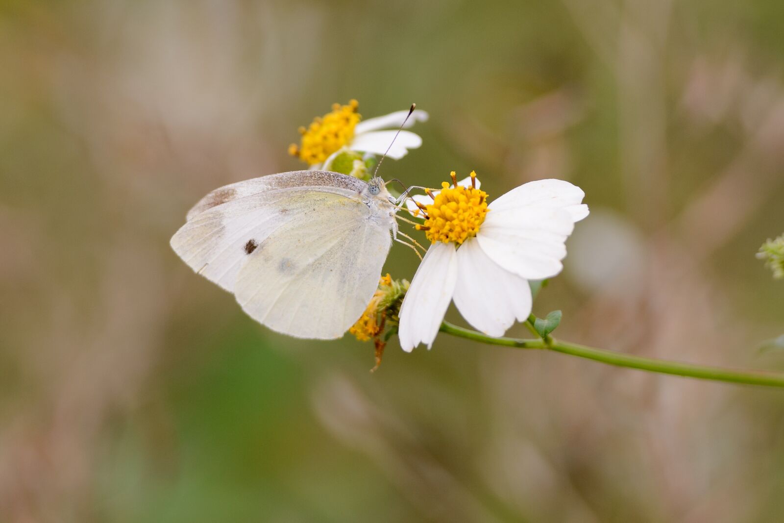 Nikon D7100 sample photo. Butterfly, nature, flower photography