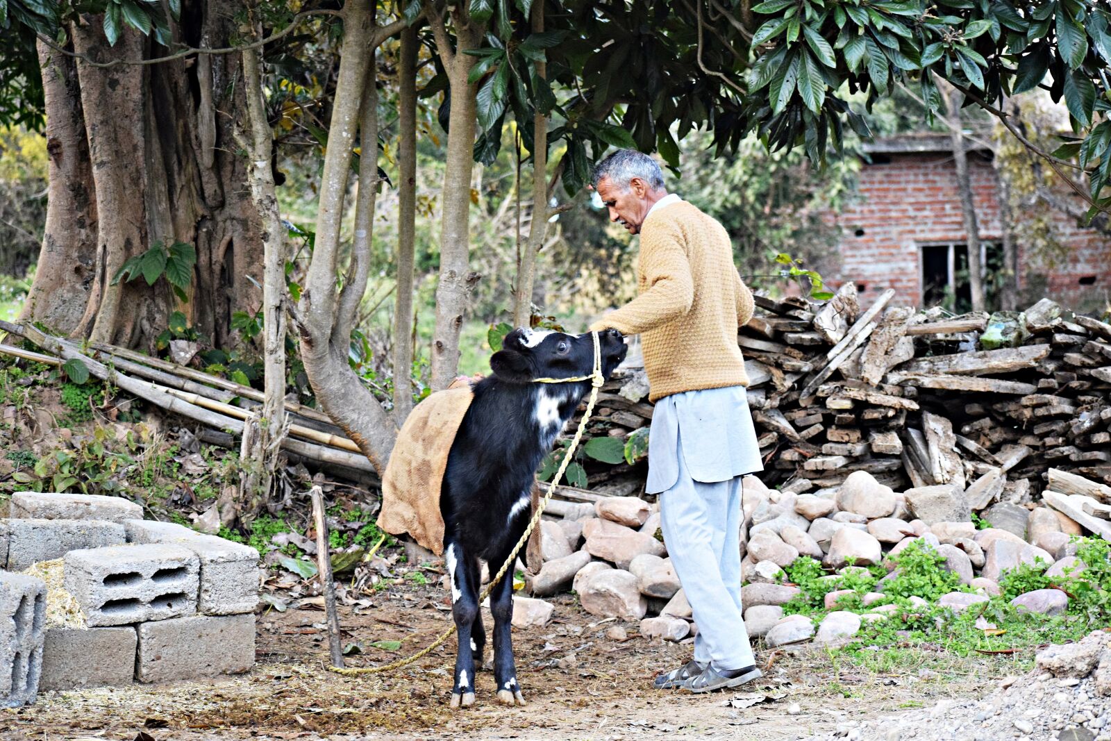 Nikon D3300 sample photo. Calf, care, mammal photography