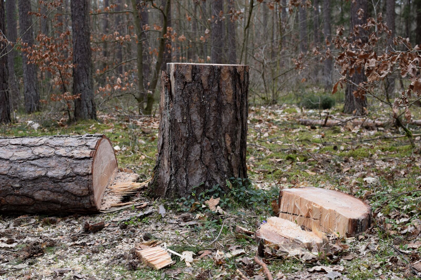 Nikon D5300 sample photo. Saw, tree, construction photography