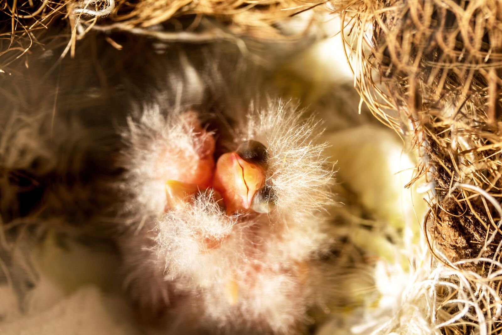 Canon EOS 750D (EOS Rebel T6i / EOS Kiss X8i) + Canon EF-S 60mm F2.8 Macro USM sample photo. Canary chicks, young bird photography
