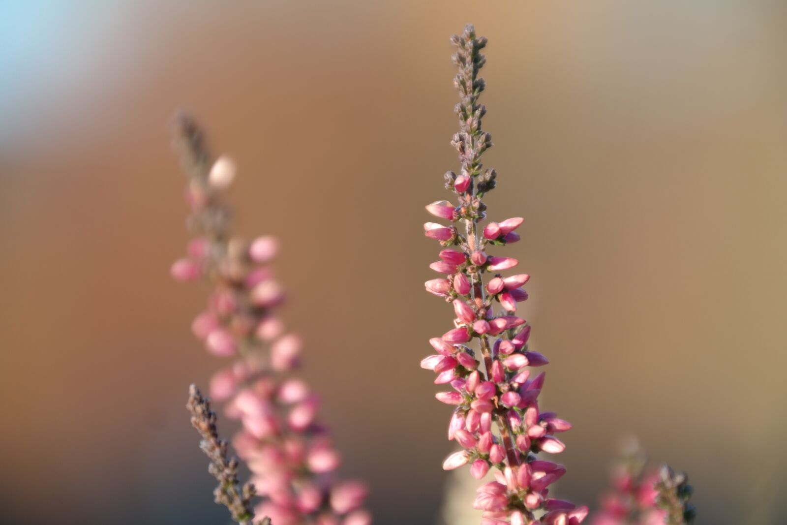 Samsung NX300 sample photo. Heide, flower, pink photography