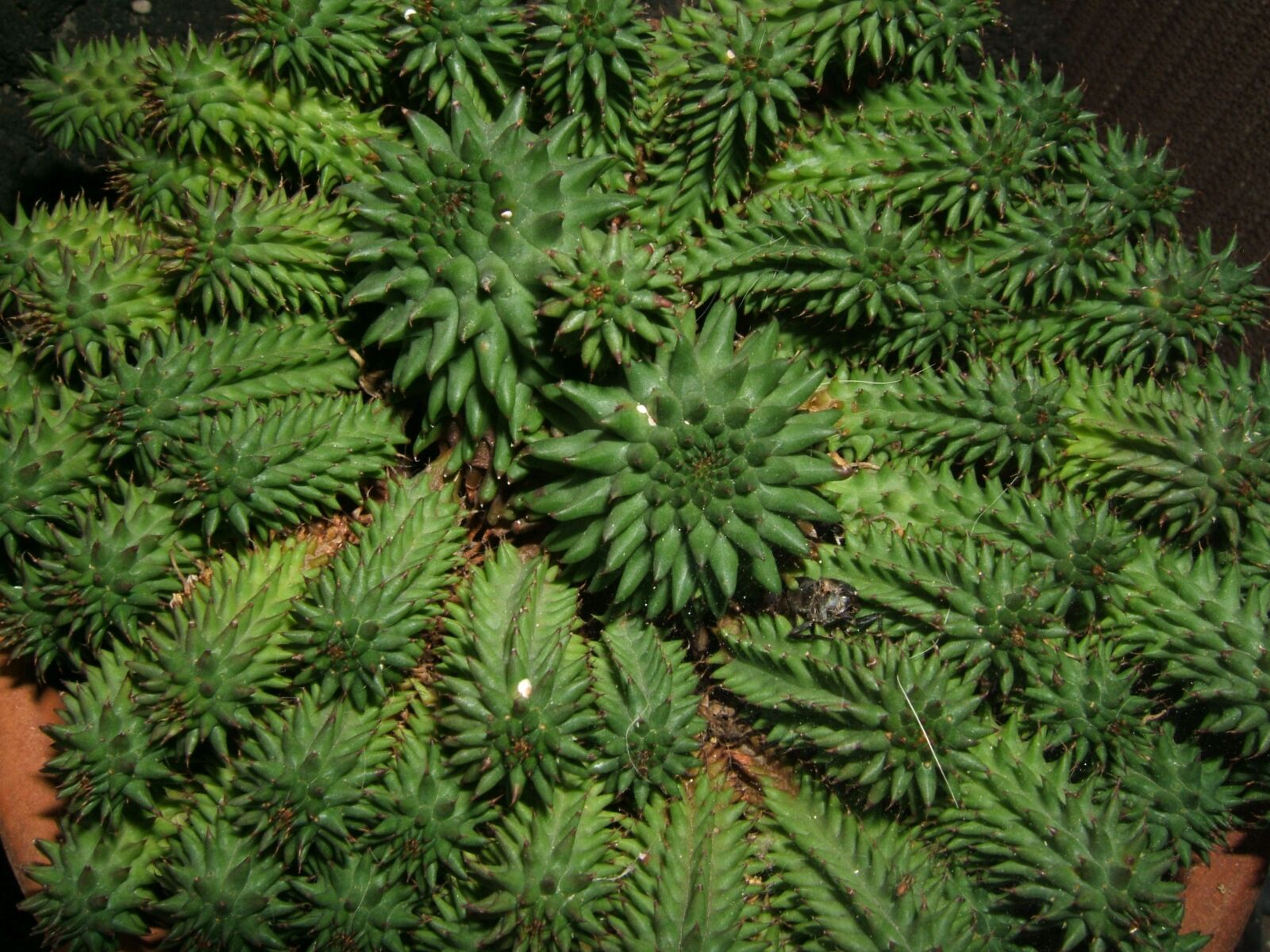 Fujifilm FinePix E550 sample photo. Euphorbia, succulent, plant photography