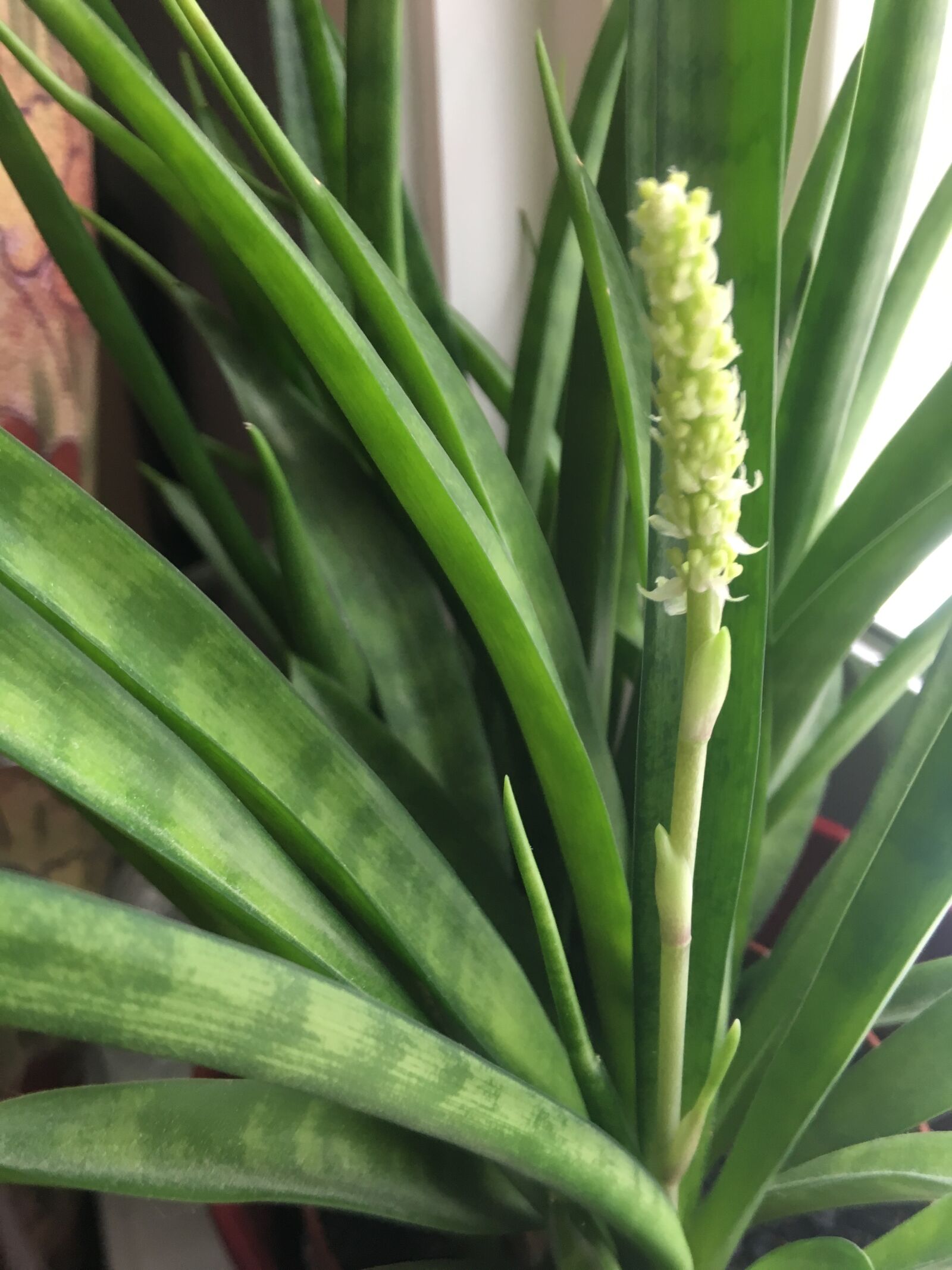 Apple iPhone 6s sample photo