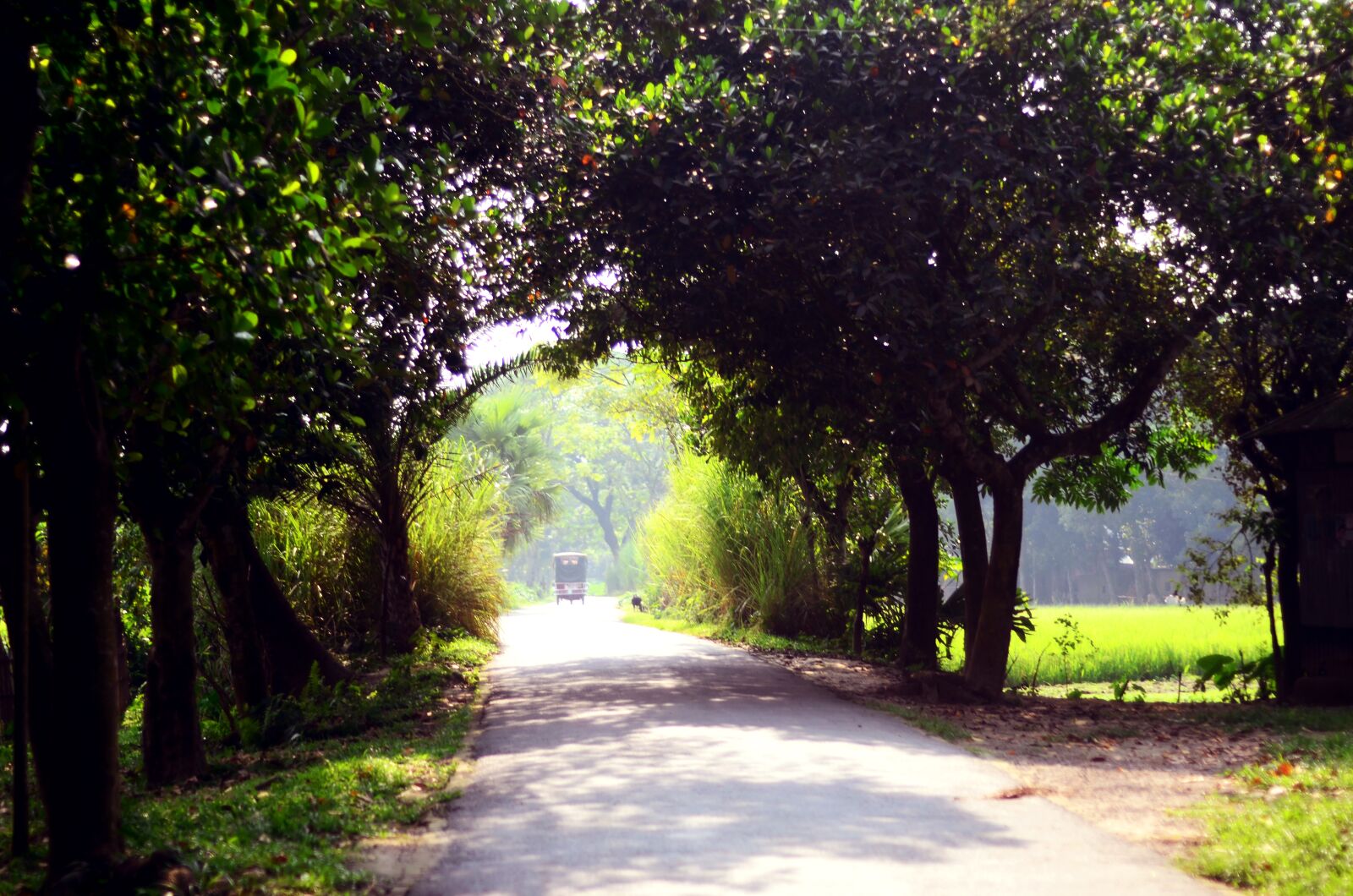 Nikon D7000 sample photo. Road, bangladesh, mymensingh photography