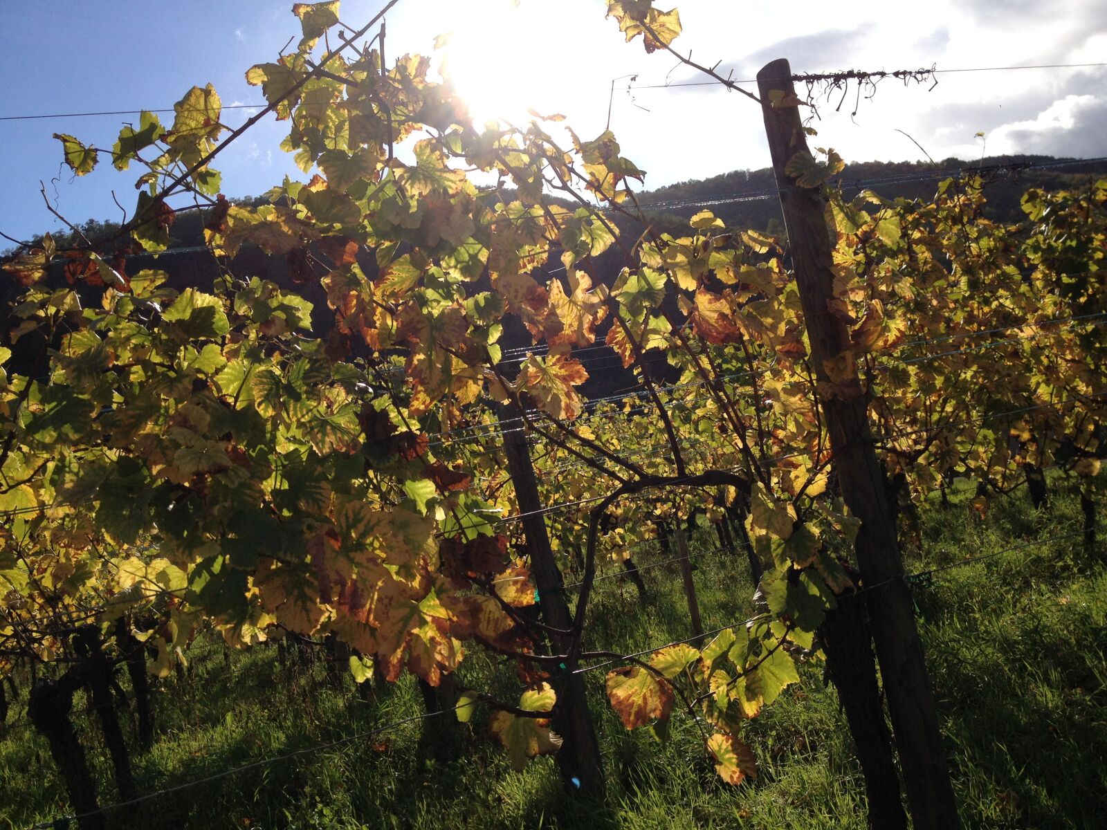 iPhone 4S back camera 4.28mm f/2.4 sample photo. Alsace, vineyard, kaisersberg photography