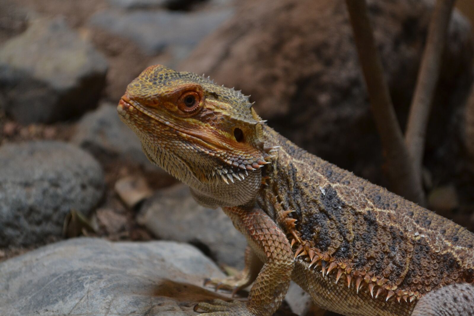 Nikon D3100 sample photo. Reptile, dragon, animal portrait photography