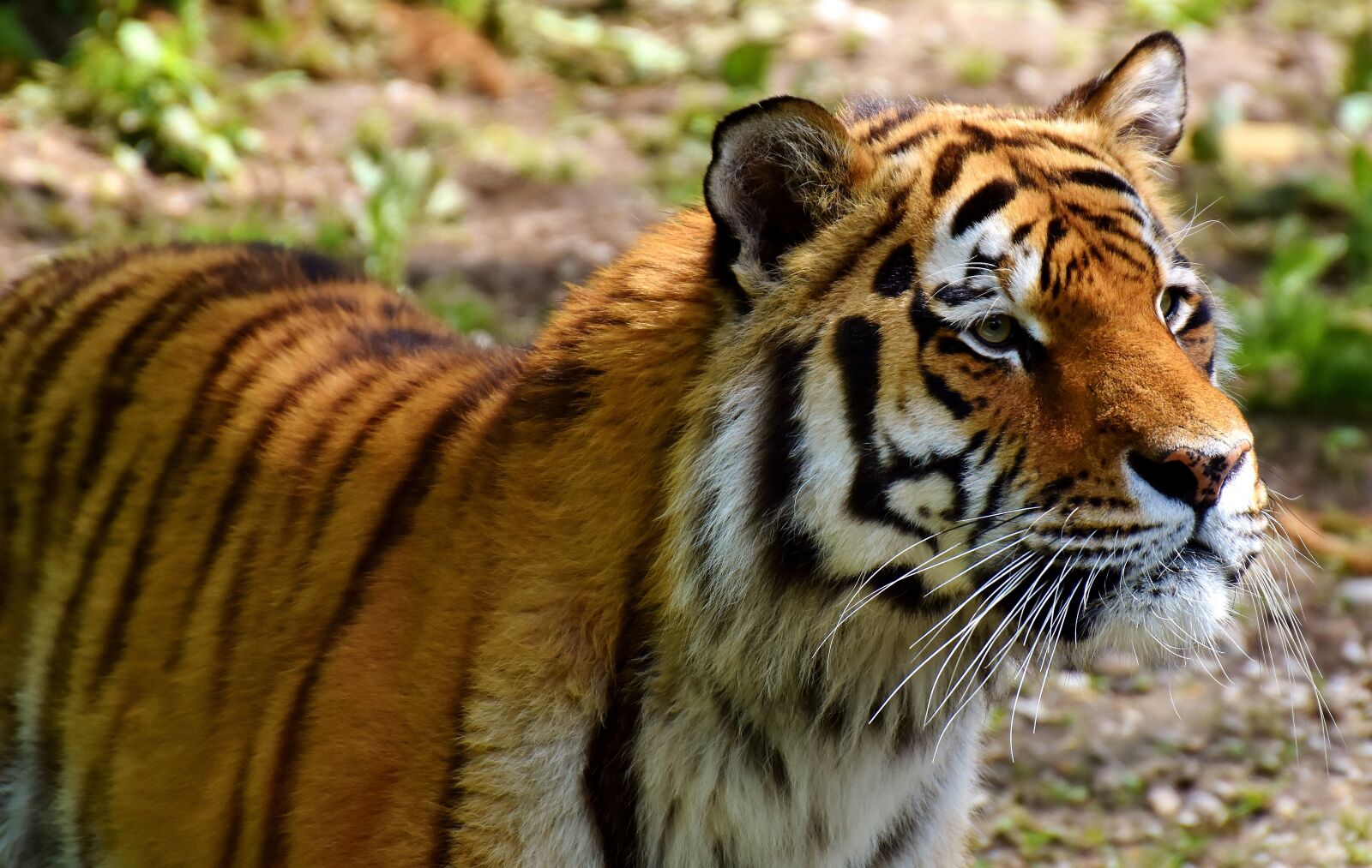 Nikon D7200 sample photo. Tiger, predator, fur photography