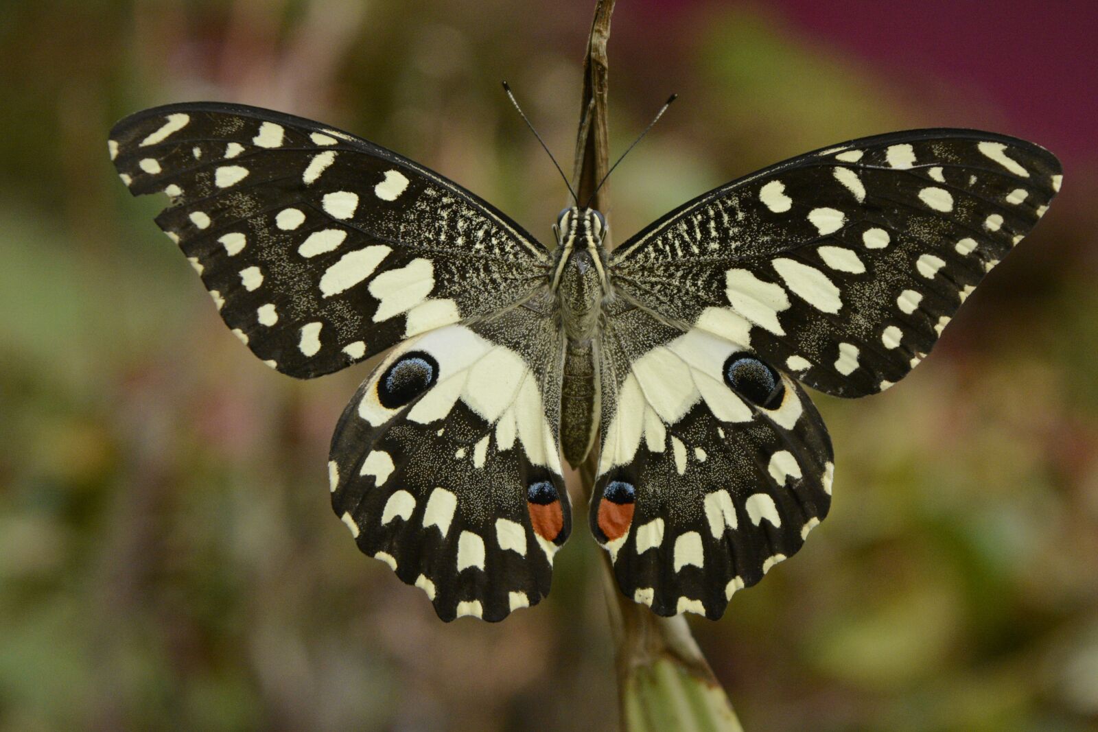 Nikon D5200 sample photo. Butterfly, drying, wings photography
