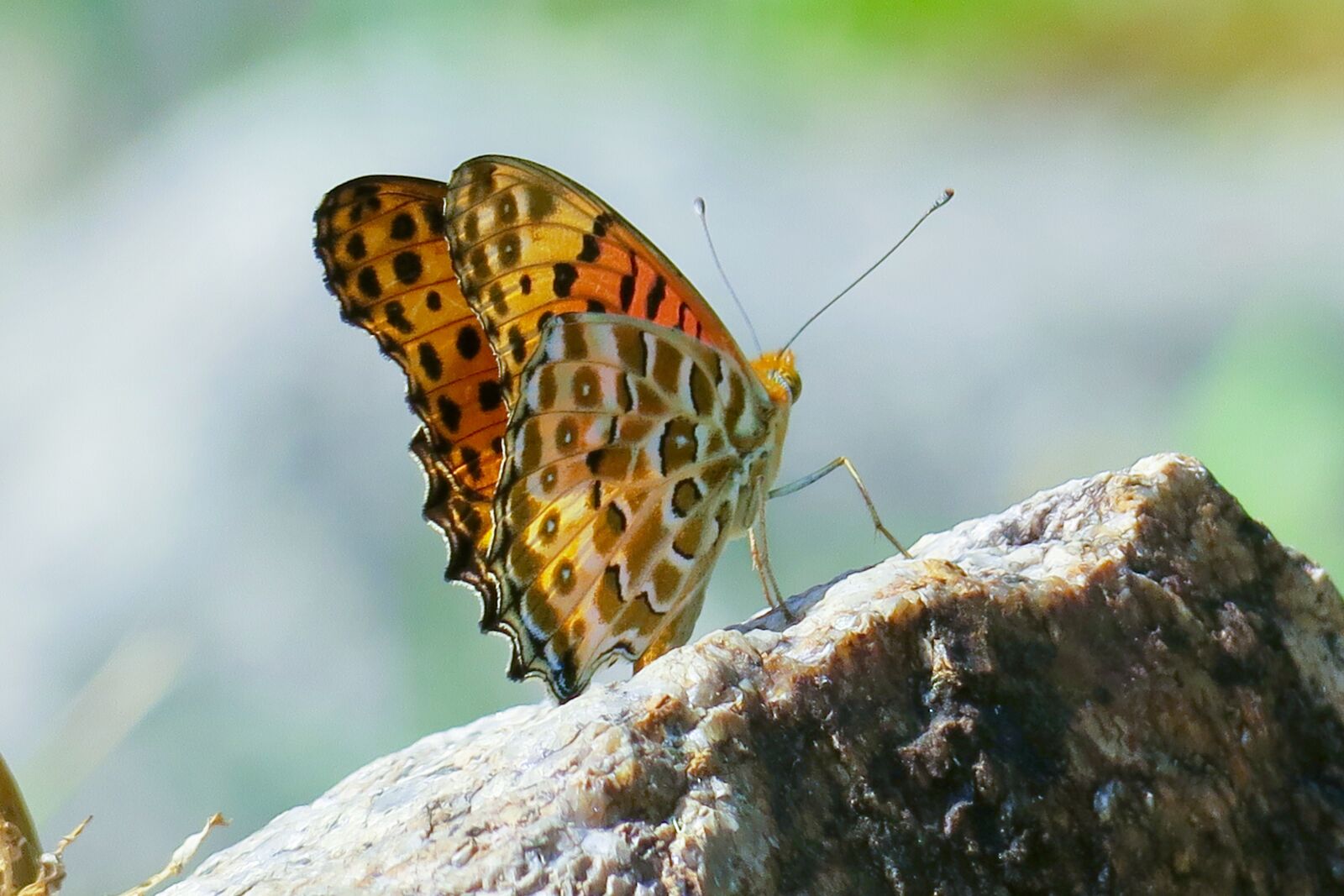 Canon PowerShot G3 X sample photo. Butterfly, natural, summer photography