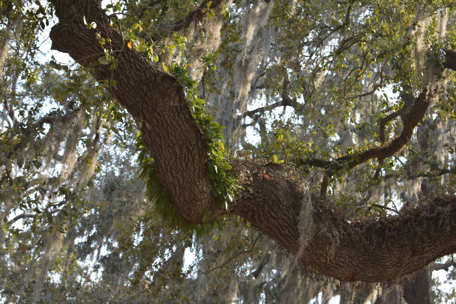 Nikon AF-P DX Nikkor 18-55mm F3.5-5.6G sample photo. Georgia, historical, old, oldtrees photography