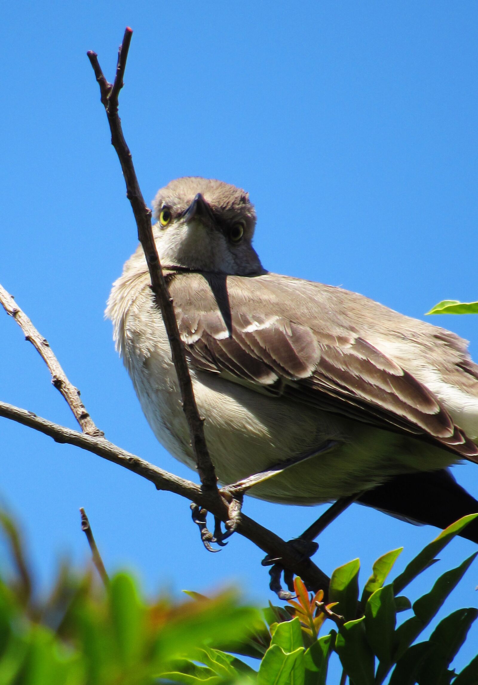 Canon PowerShot SX530 HS sample photo. Bird, perching, eyes photography