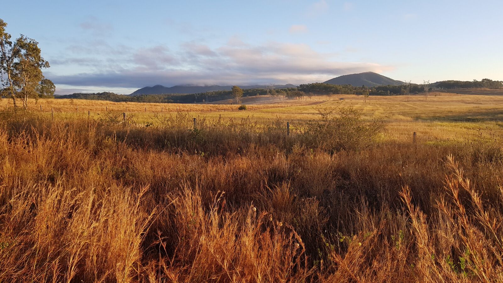 Samsung Galaxy S8+ sample photo. Landscape, grasses, golden photography