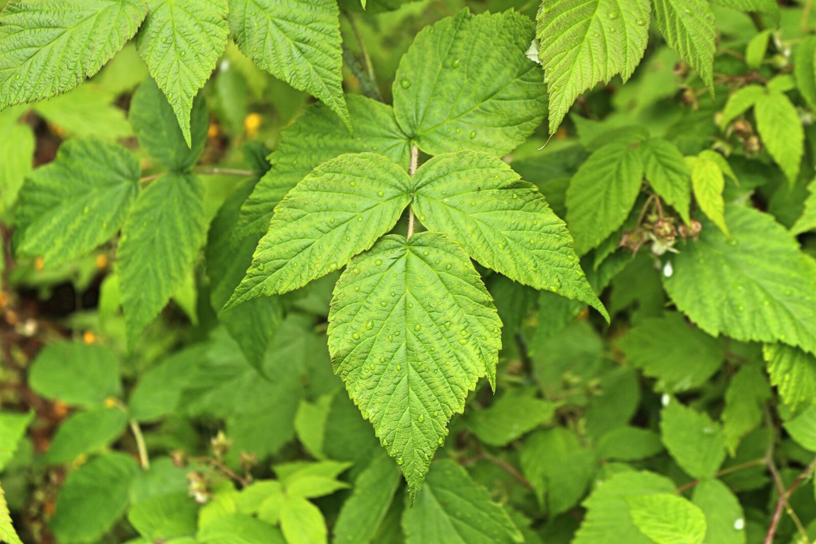 Canon EOS 100D (EOS Rebel SL1 / EOS Kiss X7) + Canon EF-S 18-55mm F3.5-5.6 IS STM sample photo. Leaves, grass, green photography