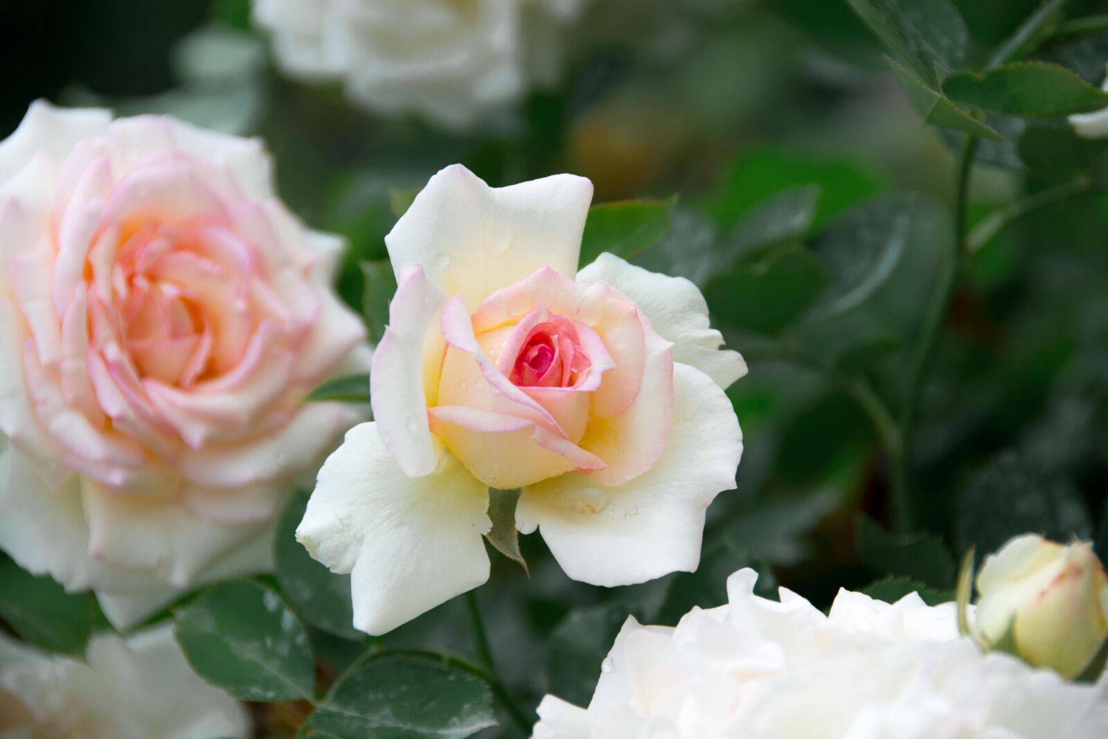 Nikon D7100 sample photo. Rose, spring, flowers photography