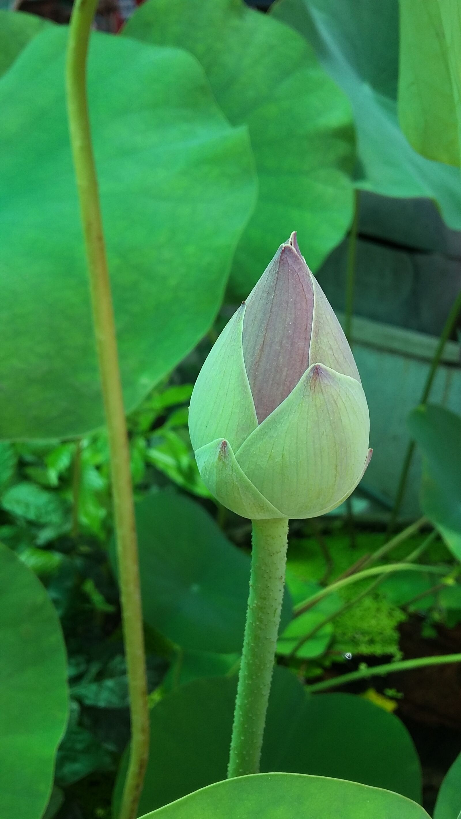 Samsung Galaxy E5 sample photo. Lotus, bloom, rise photography