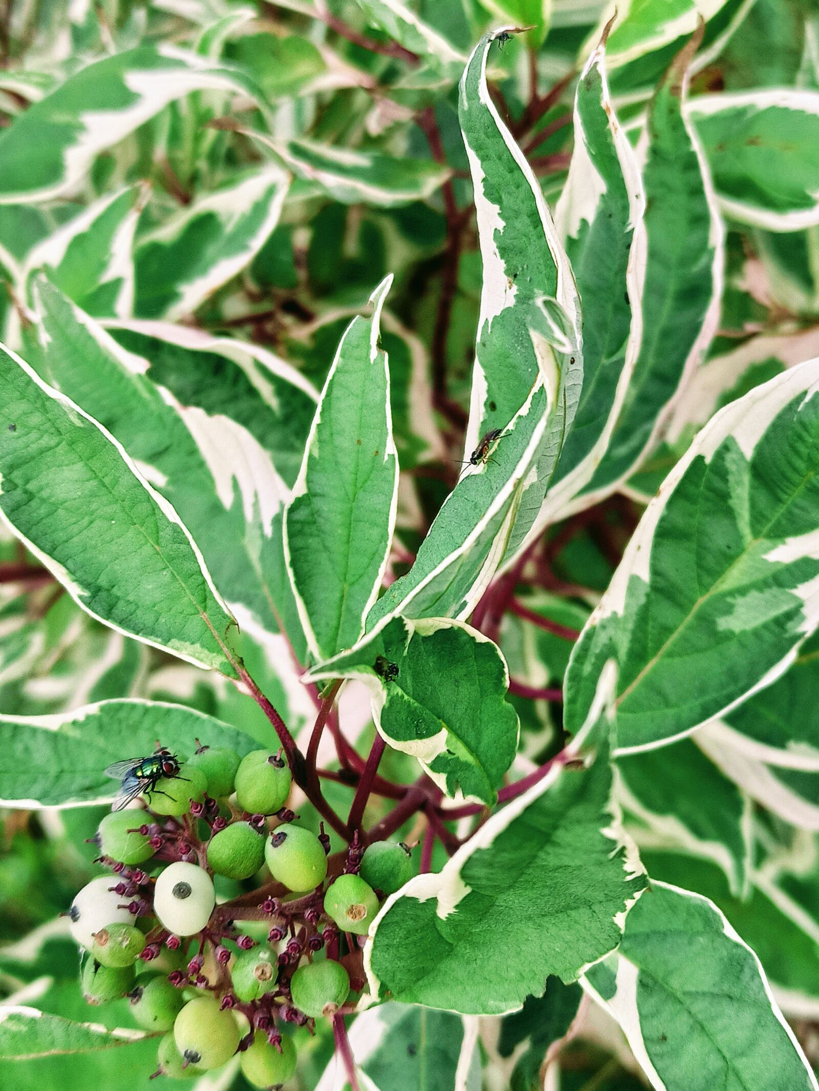 Xiaomi Redmi Note 8 Pro sample photo. Green, autumn, nature photography