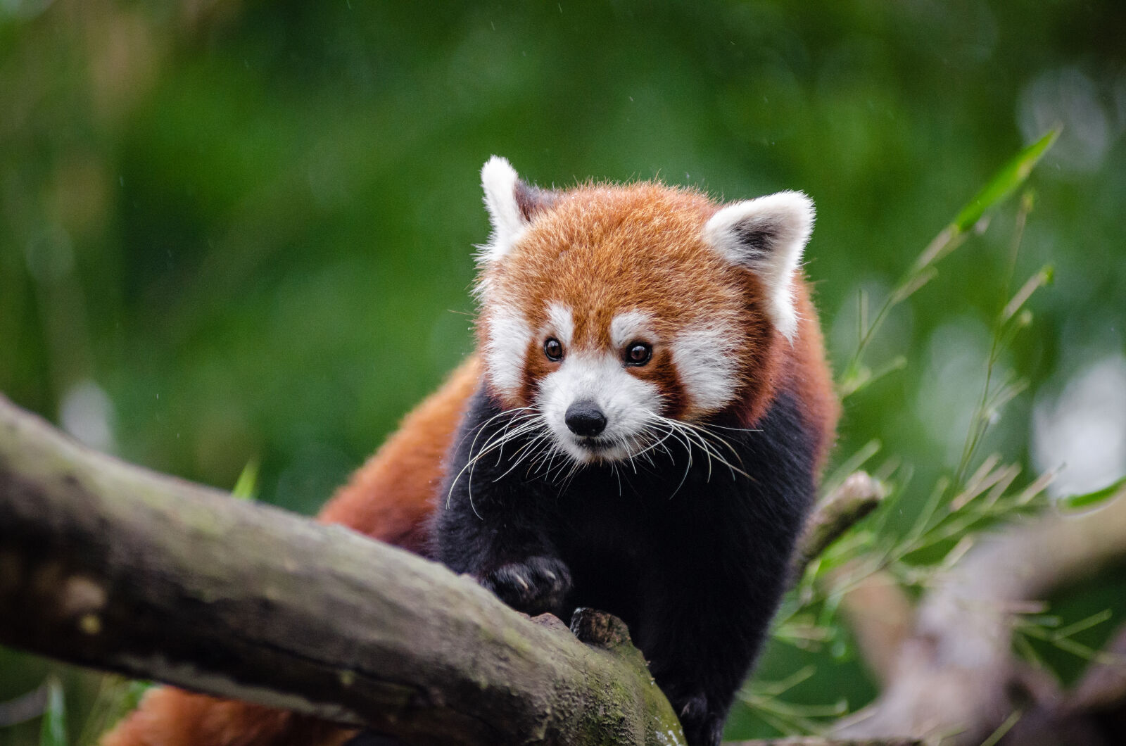 AF Zoom-Nikkor 80-200mm f/2.8 ED sample photo