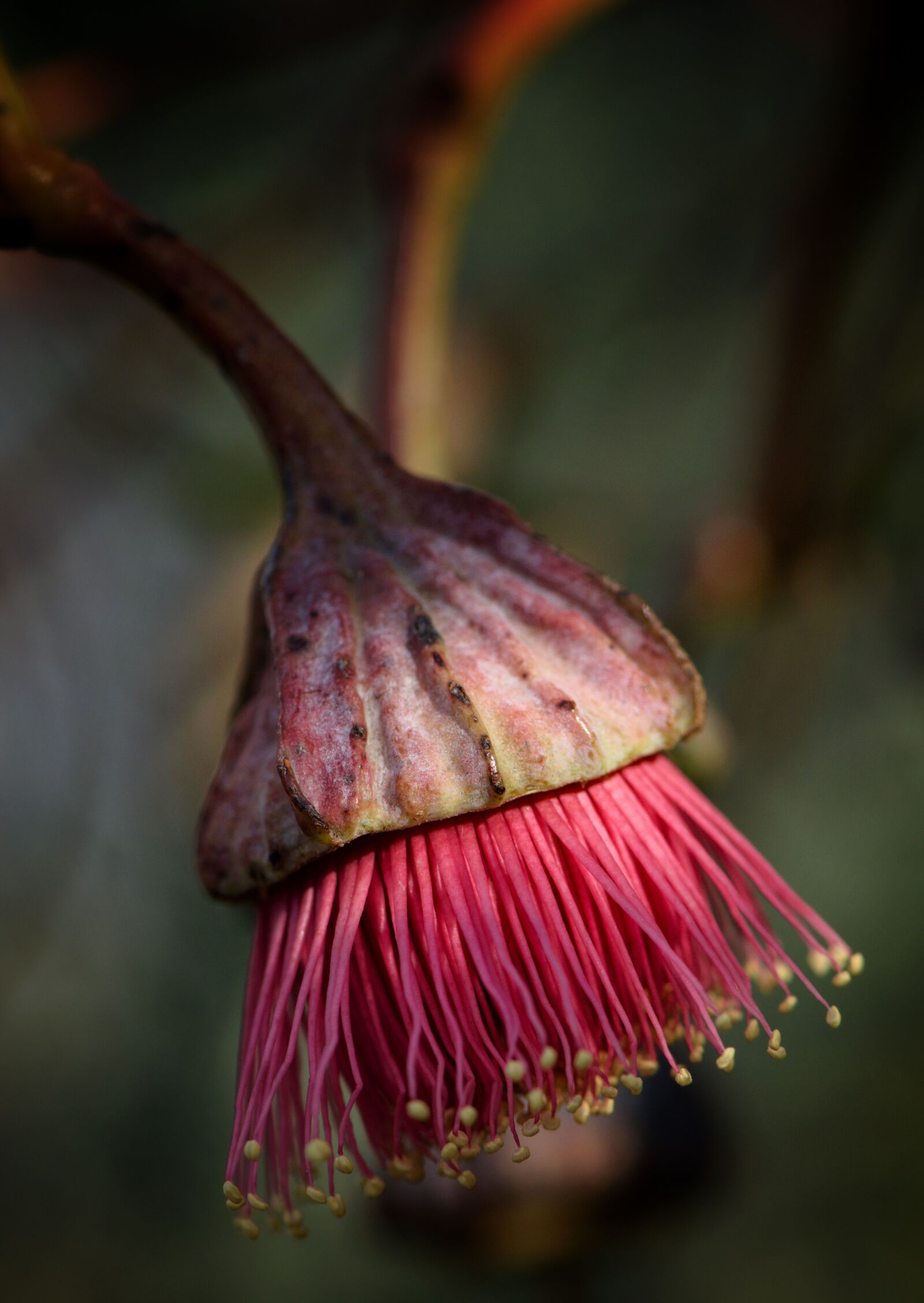 Nikon D3300 sample photo. Blossom, native, eucalyptus photography