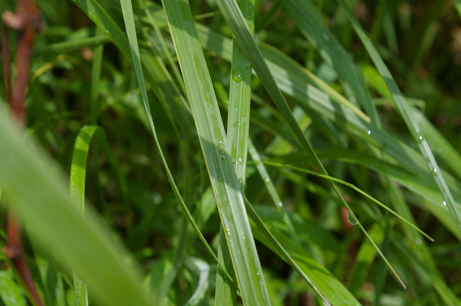 Pentax *ist DL sample photo. Zen, tall grass, water photography