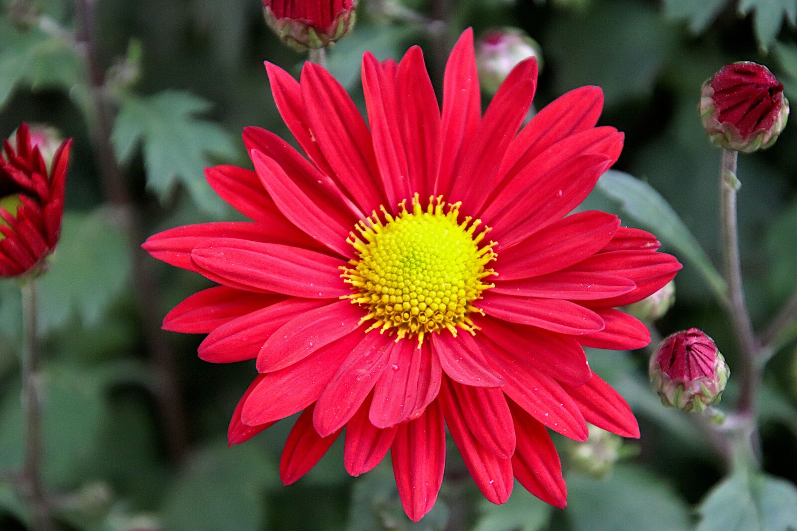 Canon EOS 800D (EOS Rebel T7i / EOS Kiss X9i) sample photo. Flower, plants, red color photography