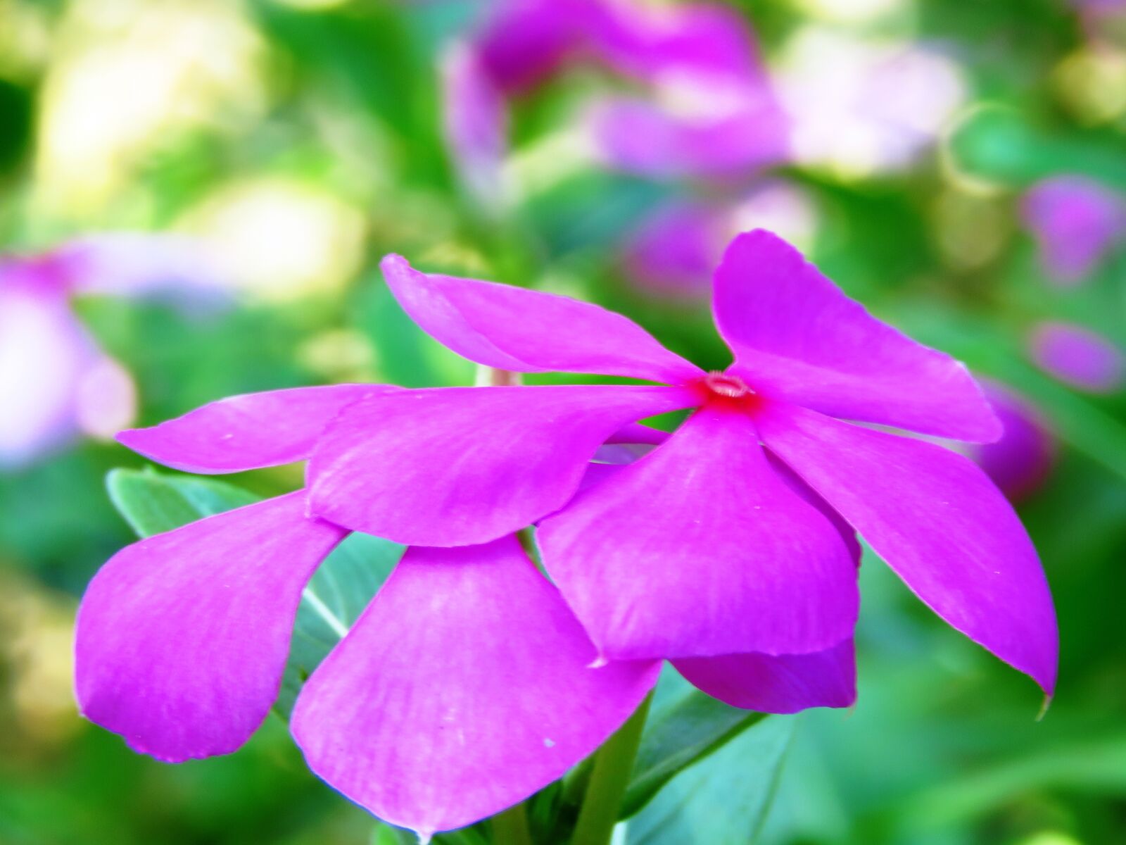 Canon PowerShot SX60 HS sample photo. Pink, flower, fresh photography