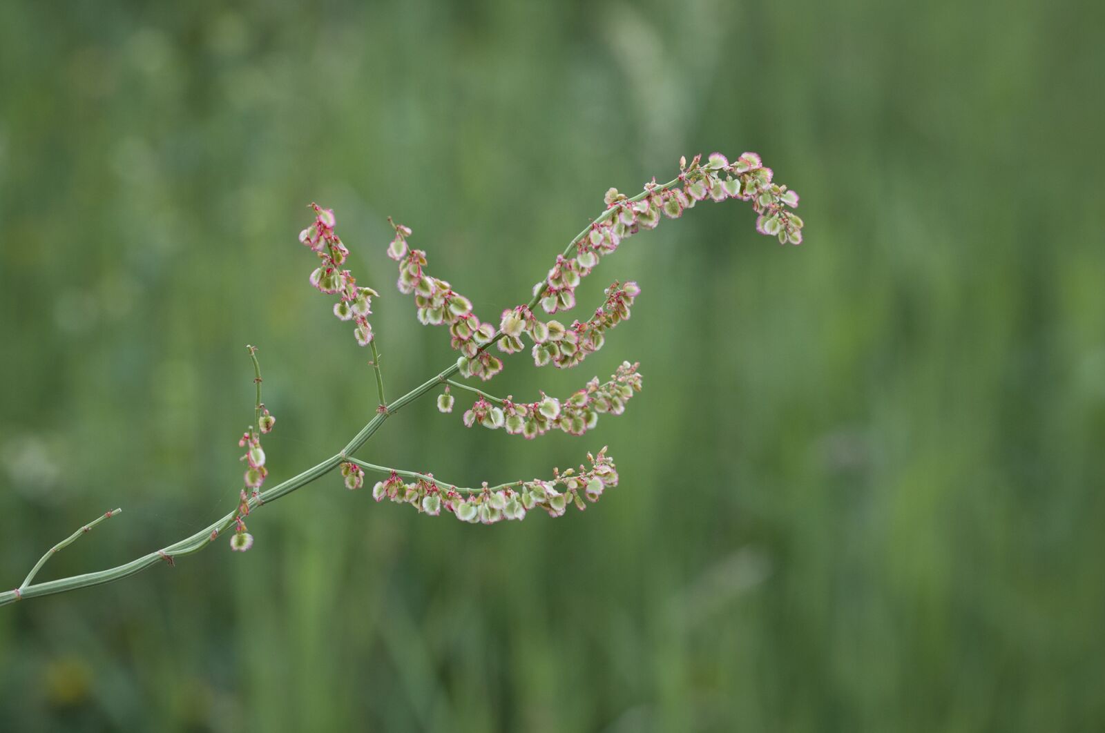 Nikon D90 sample photo. Meadows sauerampfer, sorrel, polygonaceae photography