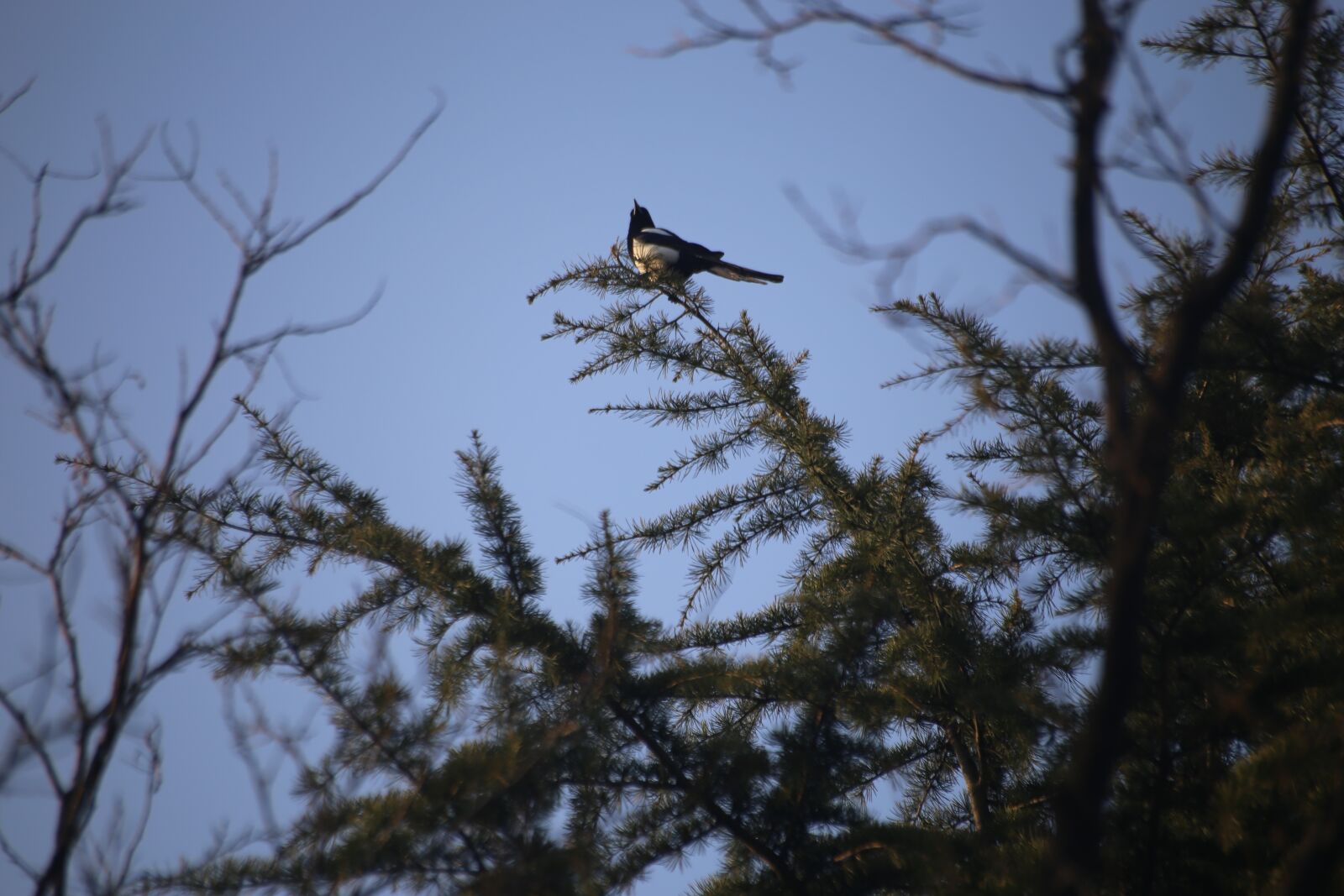 Canon EOS 6D sample photo. Tree, nature, sky photography