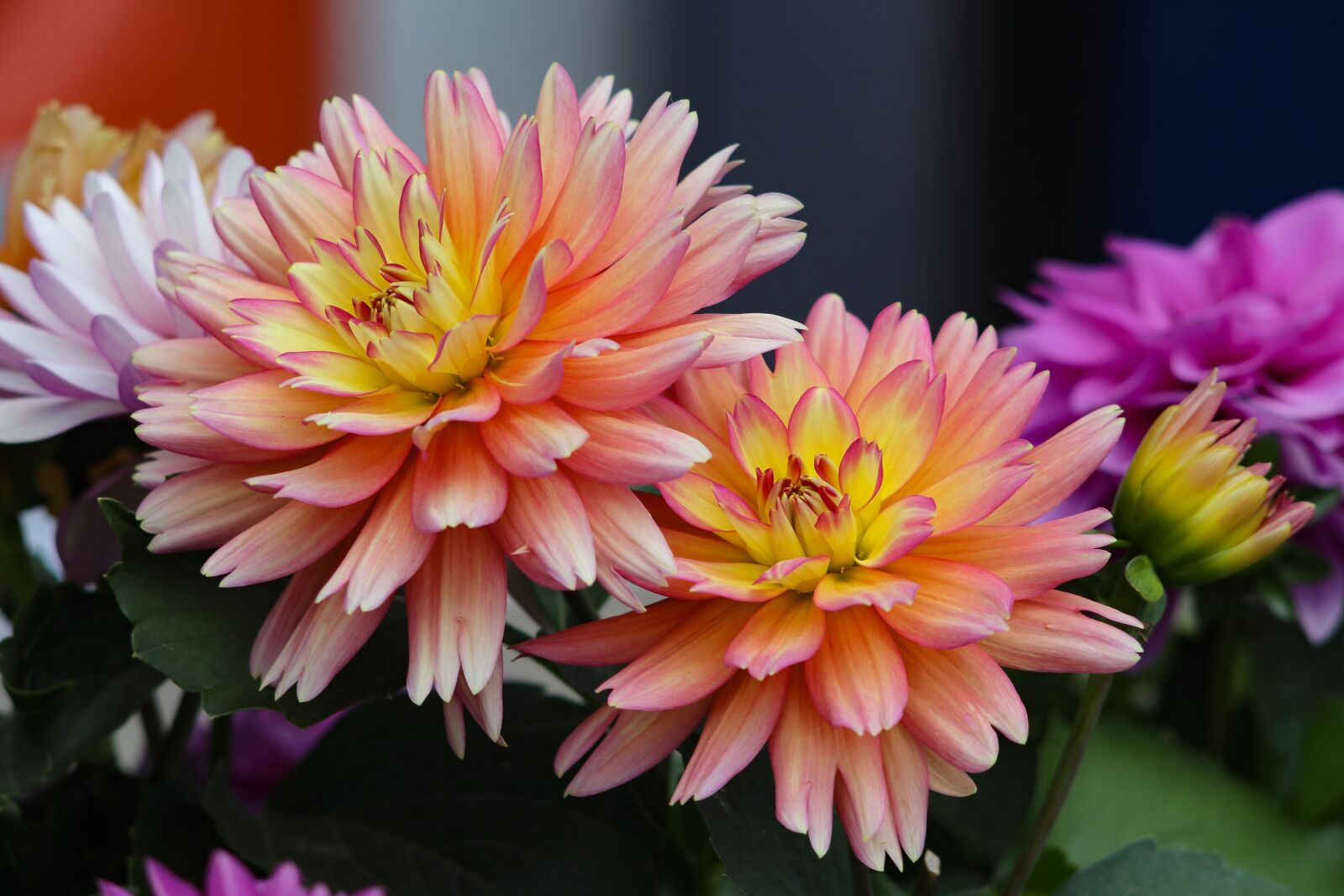 Canon EOS 77D (EOS 9000D / EOS 770D) sample photo. Flowers, bouquet, beautiful photography