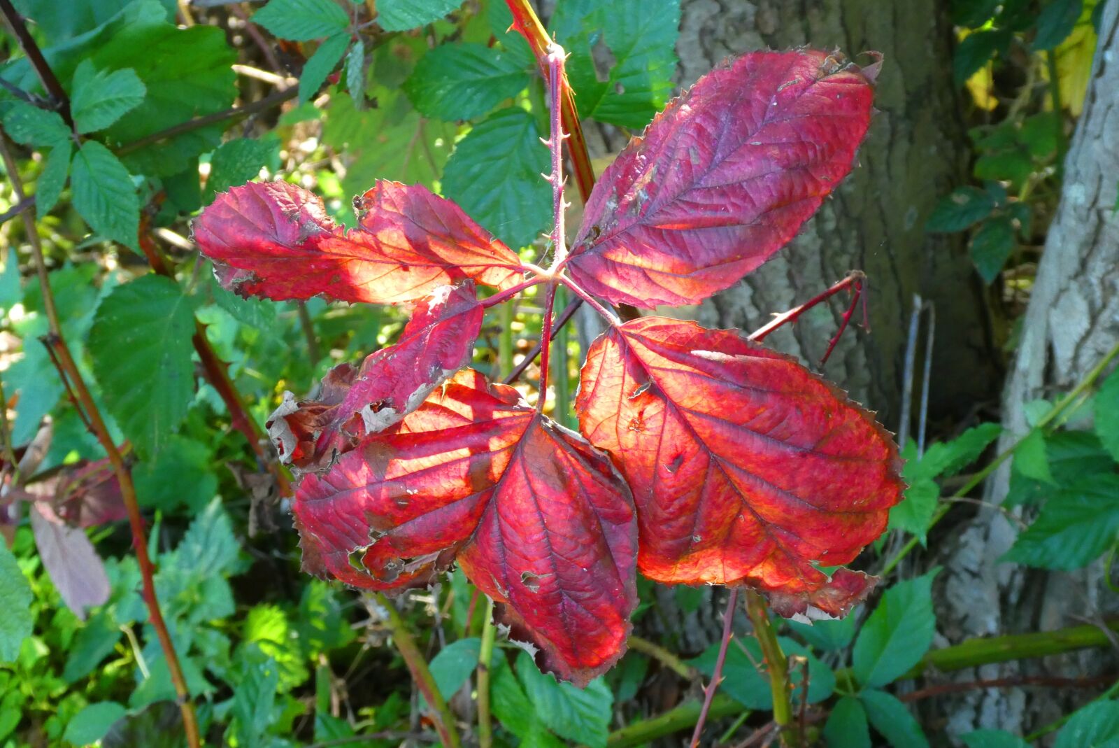 Panasonic Lumix DC-ZS70 (Lumix DC-TZ90) sample photo. Autumn leaf, fall colors photography