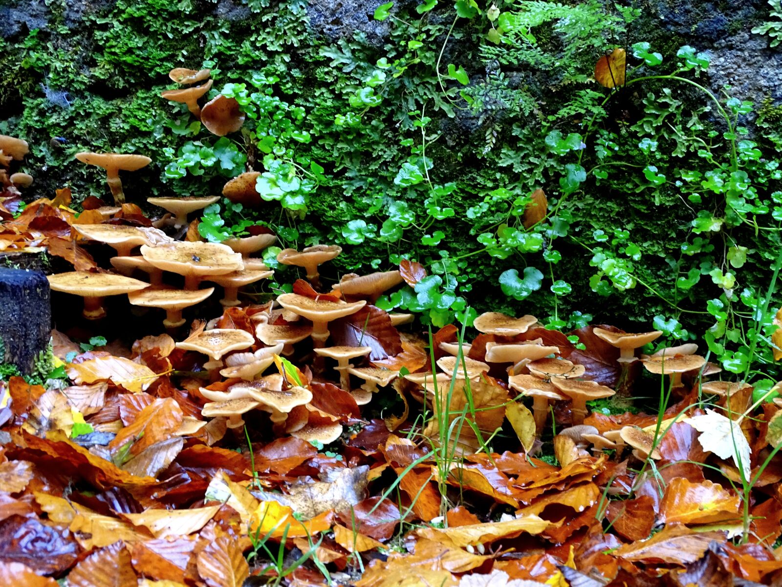 Sony Cyber-shot DSC-HX400V sample photo. Armillaria mellea, mushrooms, mushroom photography
