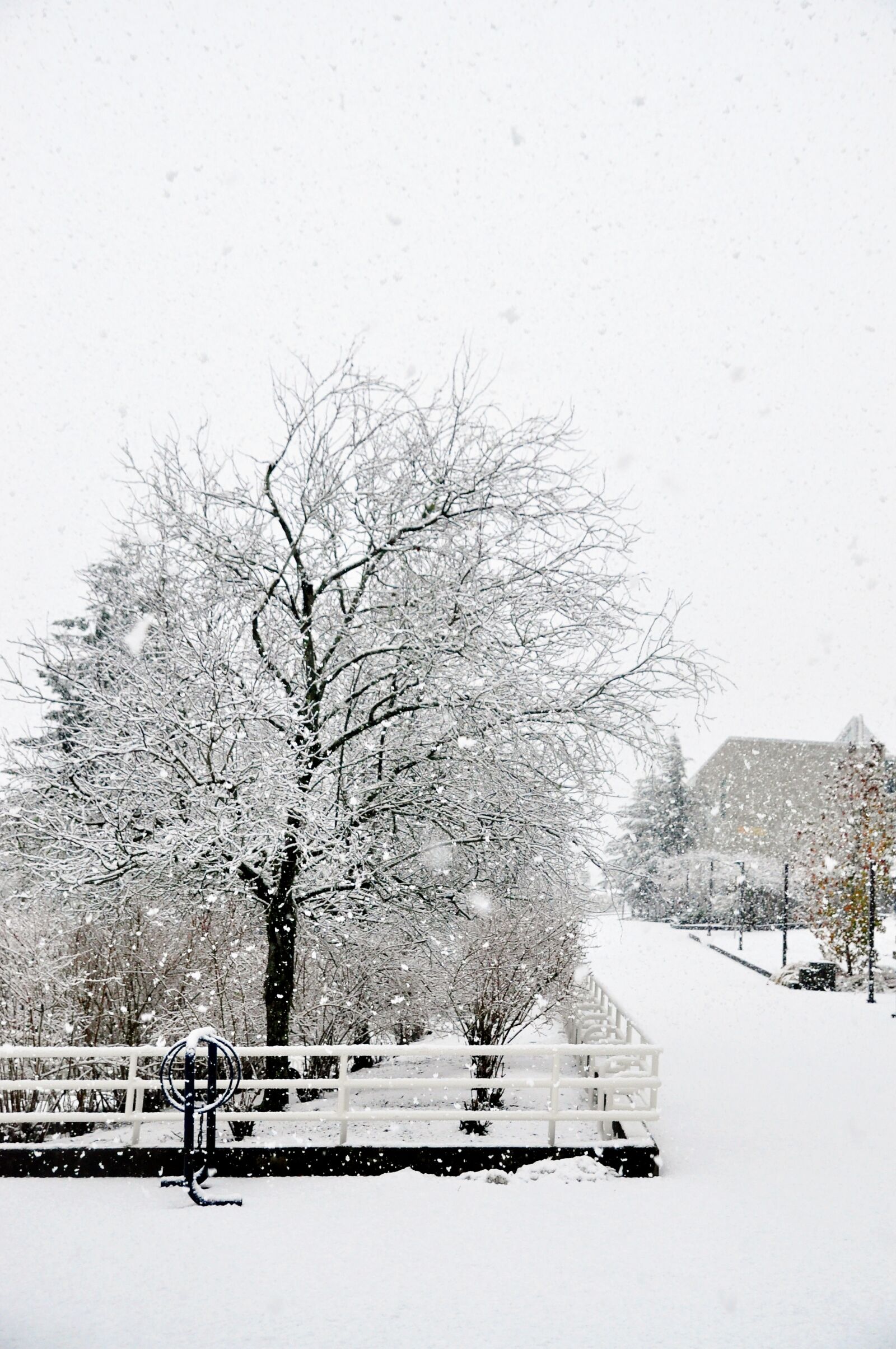 Nikon D90 sample photo. Winter, snow, tree photography