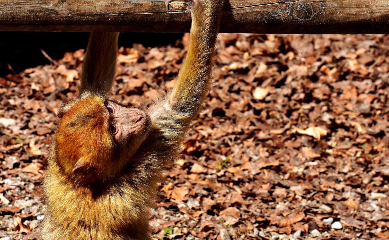 Nikon D7200 sample photo. Barbary ape, endangered species photography