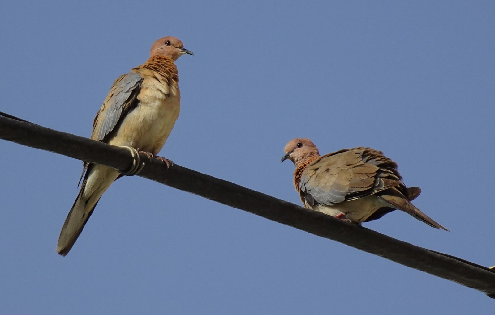 Sony DSC-WX800 sample photo. Dove, bird, laughing dove photography