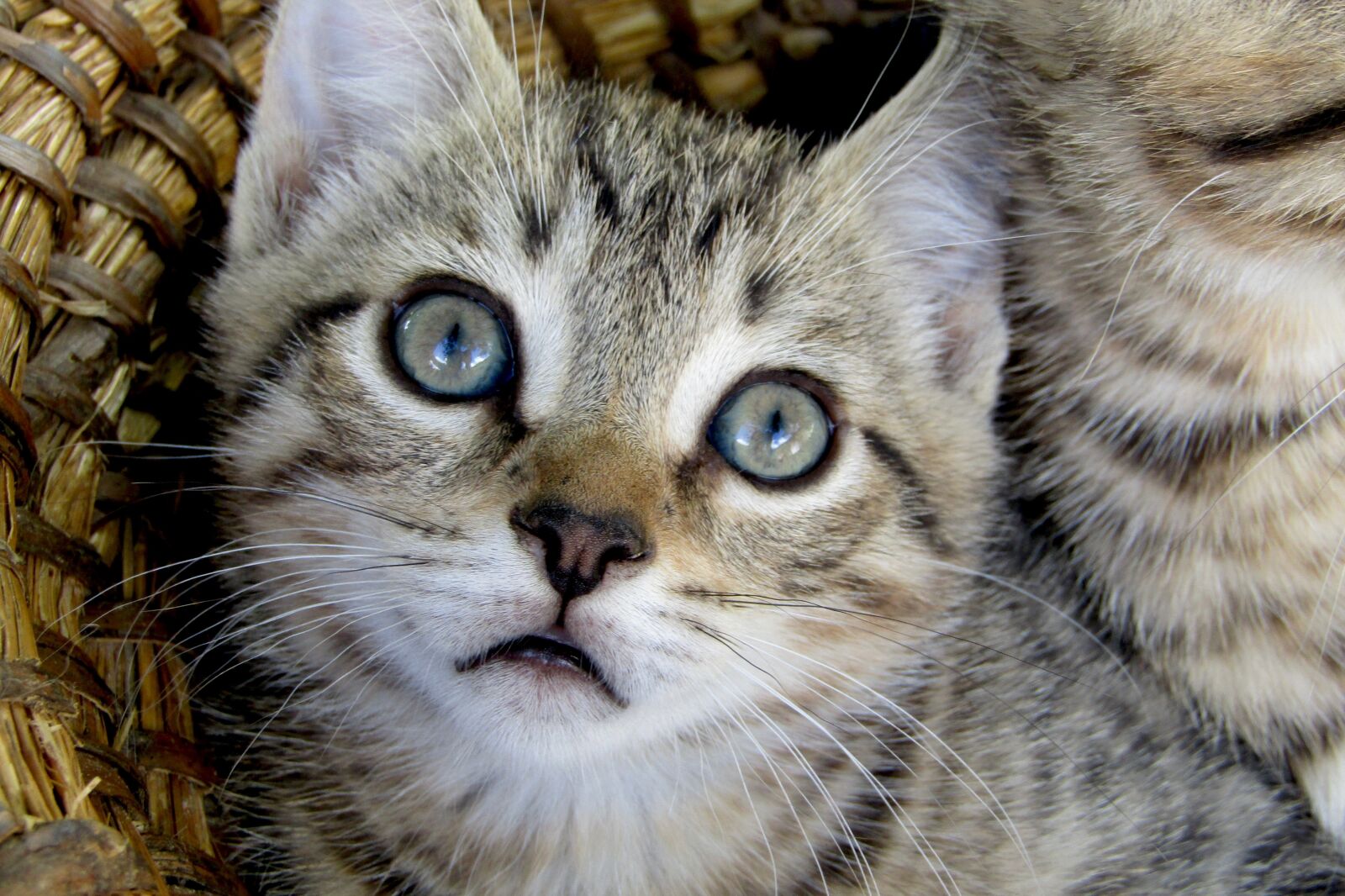 Canon PowerShot SX410 IS sample photo. Kitten, curious, animal photography