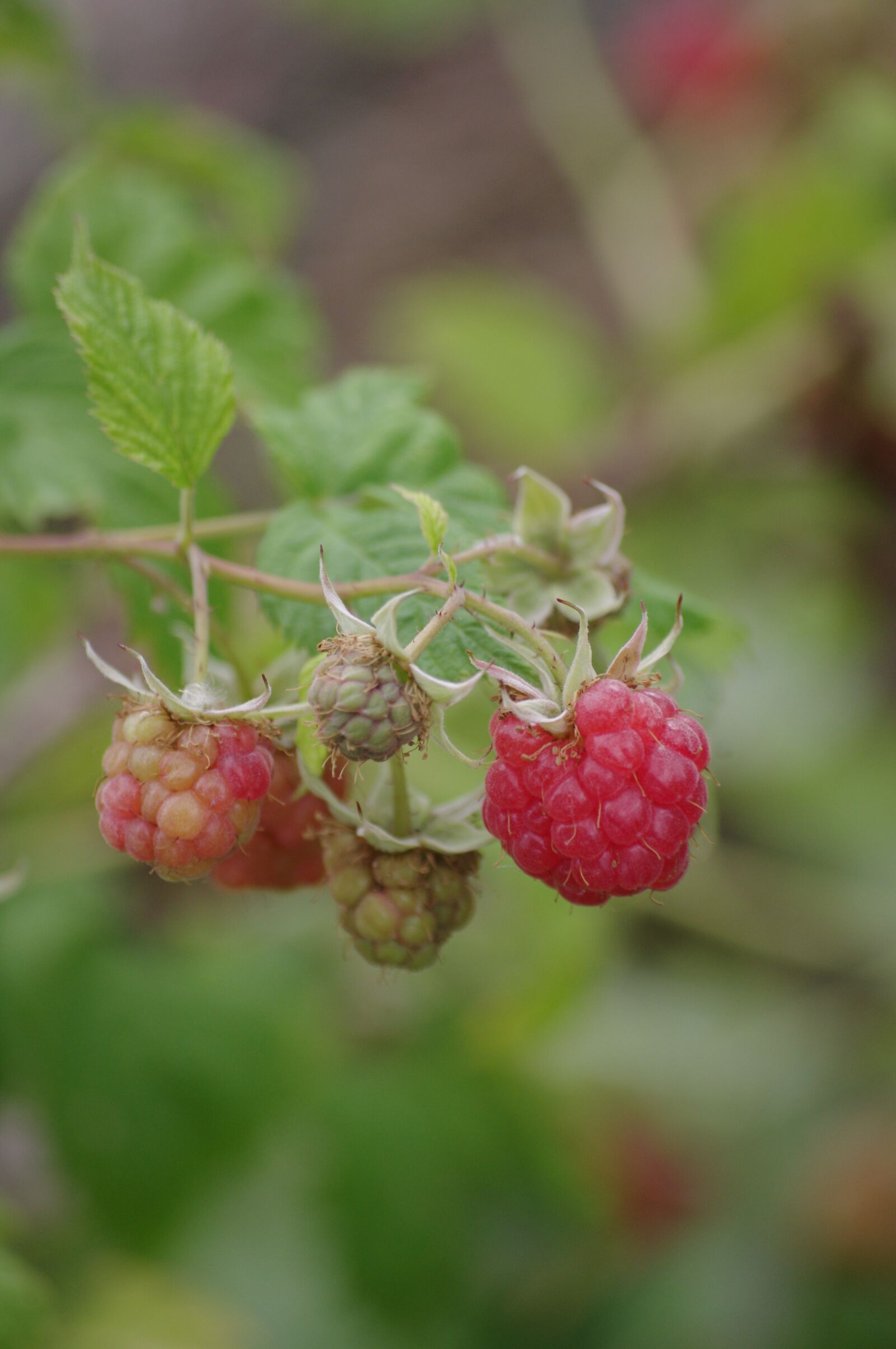 Pentax K-r sample photo. Raspberries, red fruit, summer photography