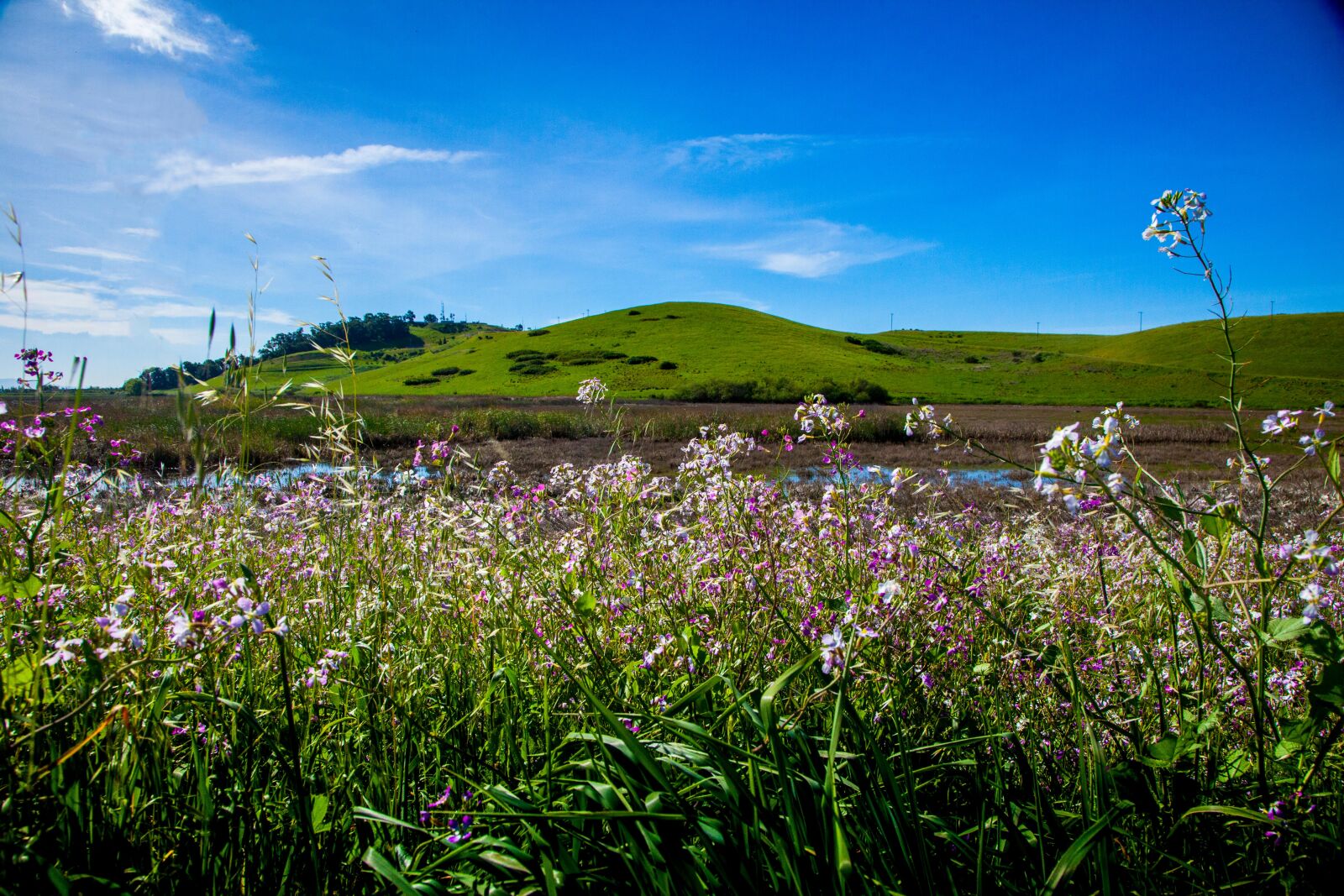 Canon EOS 5D Mark II + Canon EF 24-105mm F4L IS USM sample photo. Agriculture, bloom, blossom, countryside photography