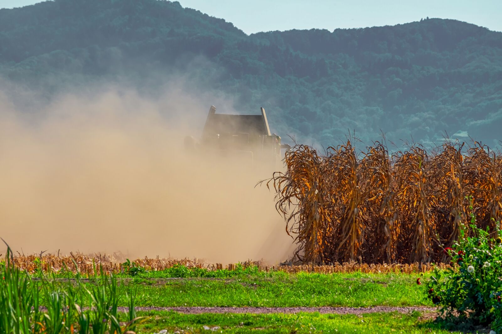 Fujifilm XF 55-200mm F3.5-4.8 R LM OIS sample photo. Agriculture, field, corn photography