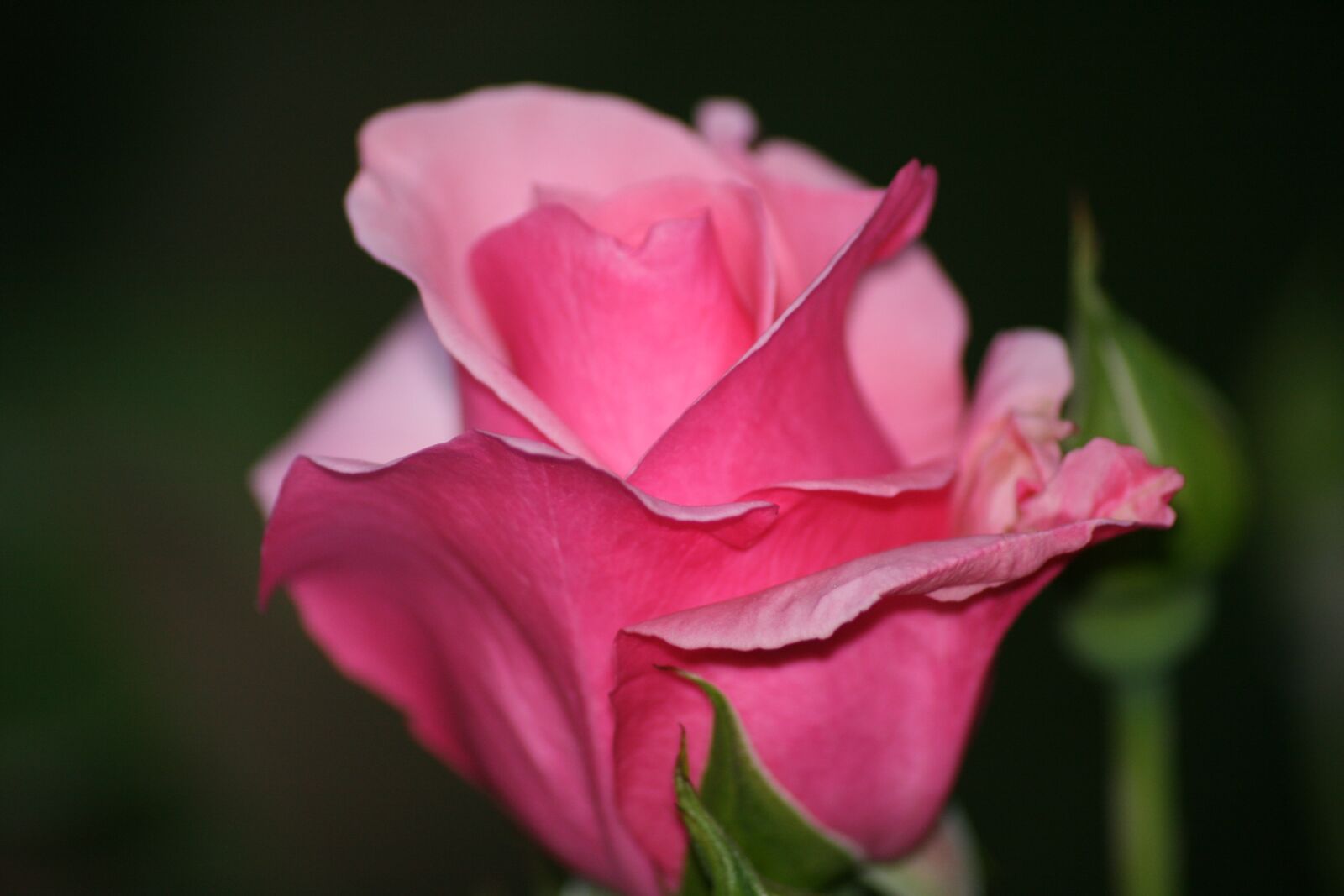 Canon EOS 400D (EOS Digital Rebel XTi / EOS Kiss Digital X) sample photo. Rose, nature, flower photography