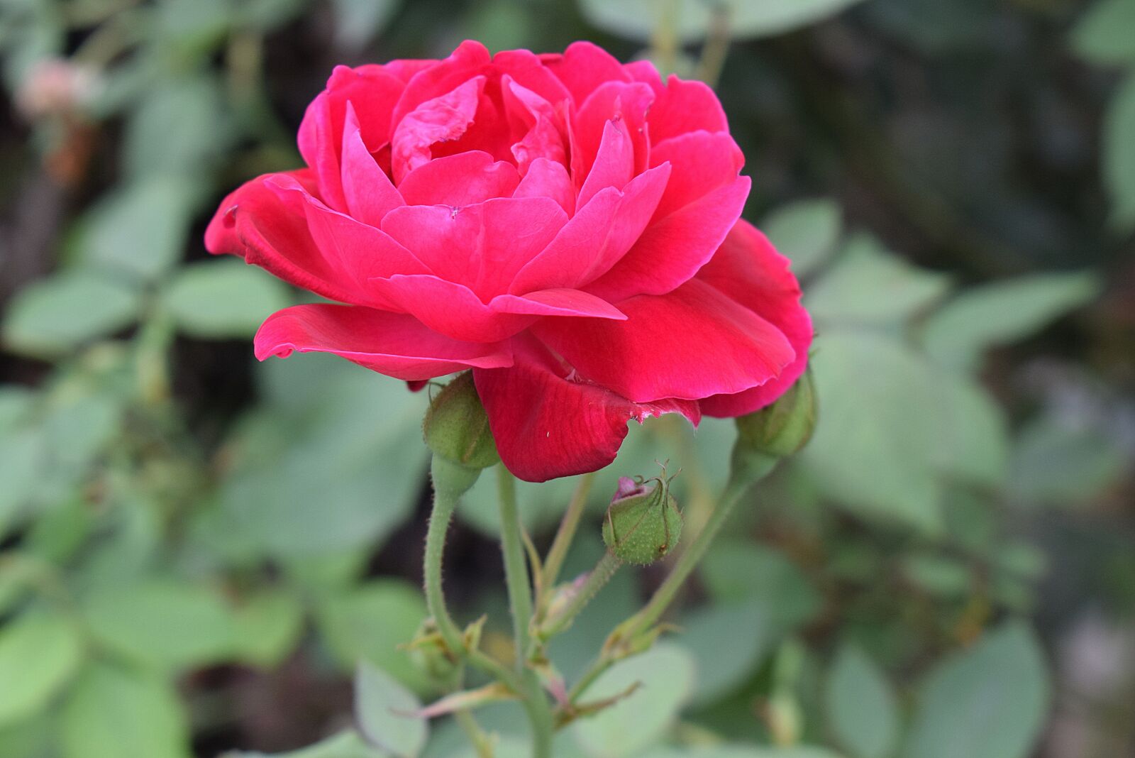 Nikon D3300 sample photo. Flower, rose, nature photography