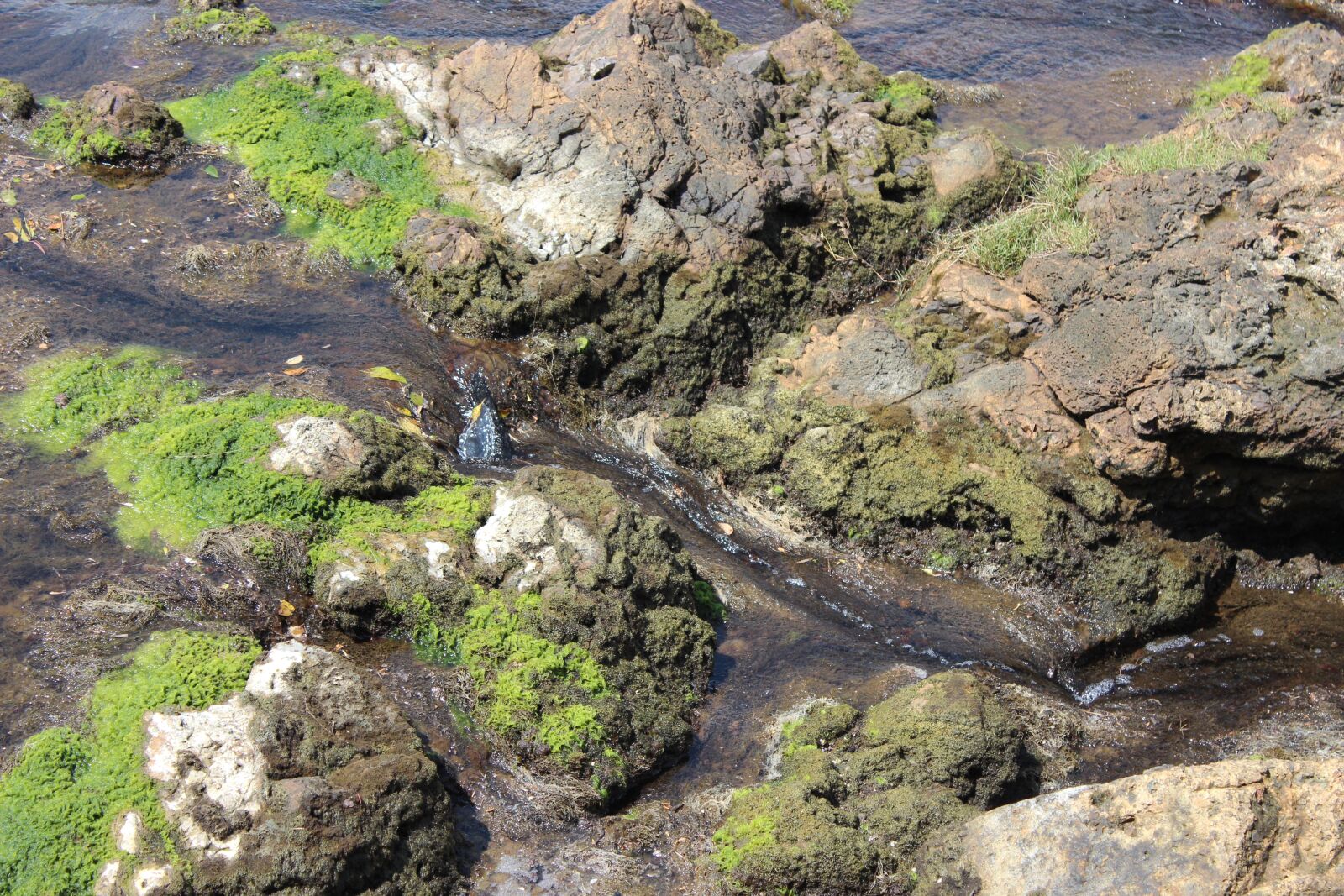 Canon EOS 600D (Rebel EOS T3i / EOS Kiss X5) sample photo. Creek, rocks, stream photography
