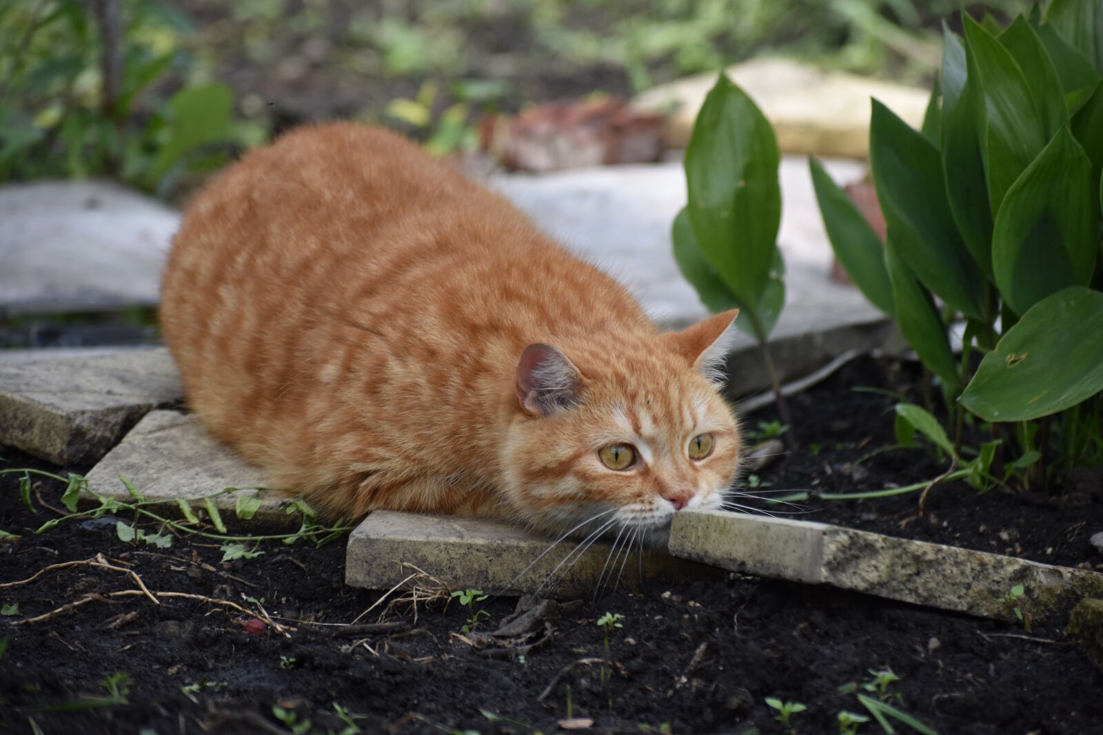 Nikon D3400 sample photo. Cat, redhead, hunts photography