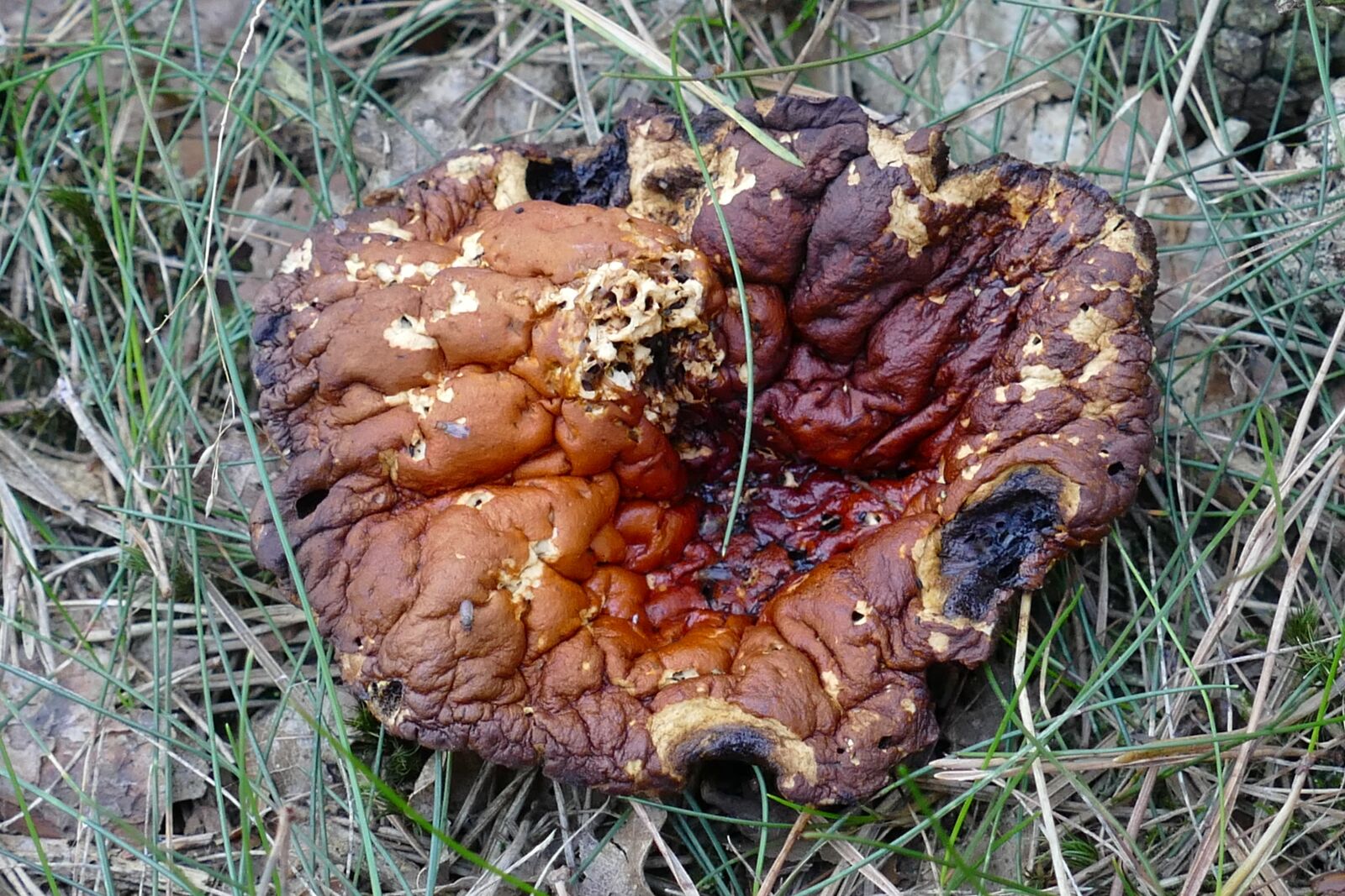 Panasonic Lumix DMC-FZ1000 sample photo. Mushroom, agaric, mold photography