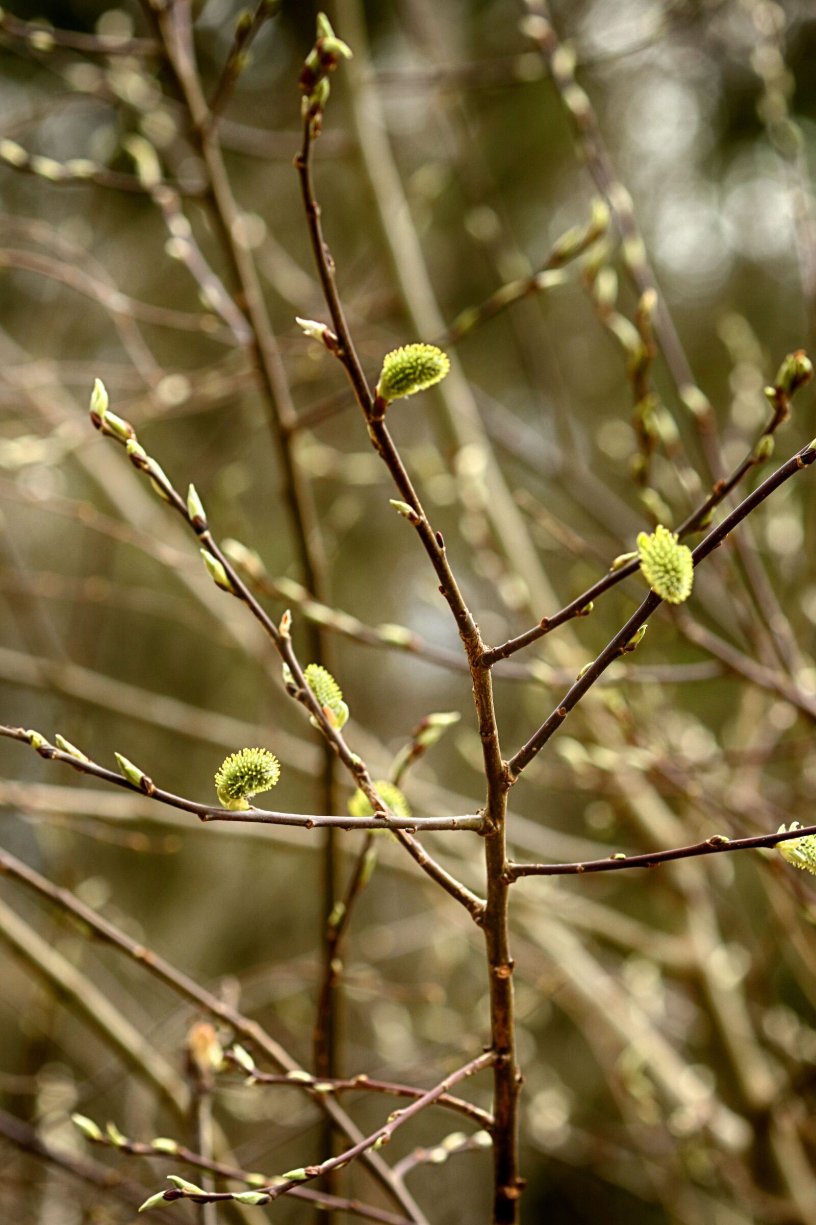Canon EOS 7D Mark II + Canon EF 135mm F2L USM sample photo. Flora, nature, tree photography