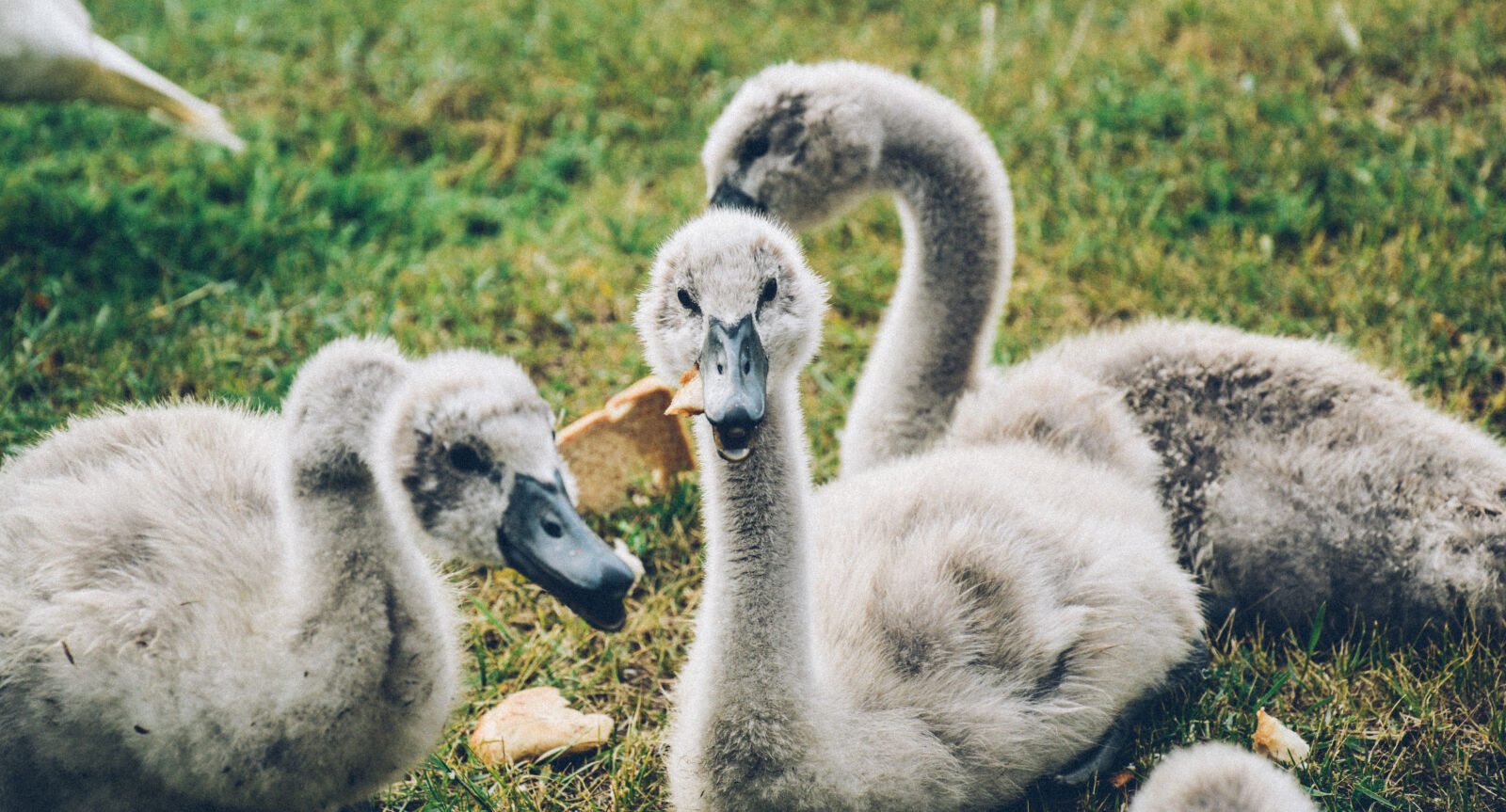 Nikon D3200 sample photo. Gray, ducks, under, sunny photography