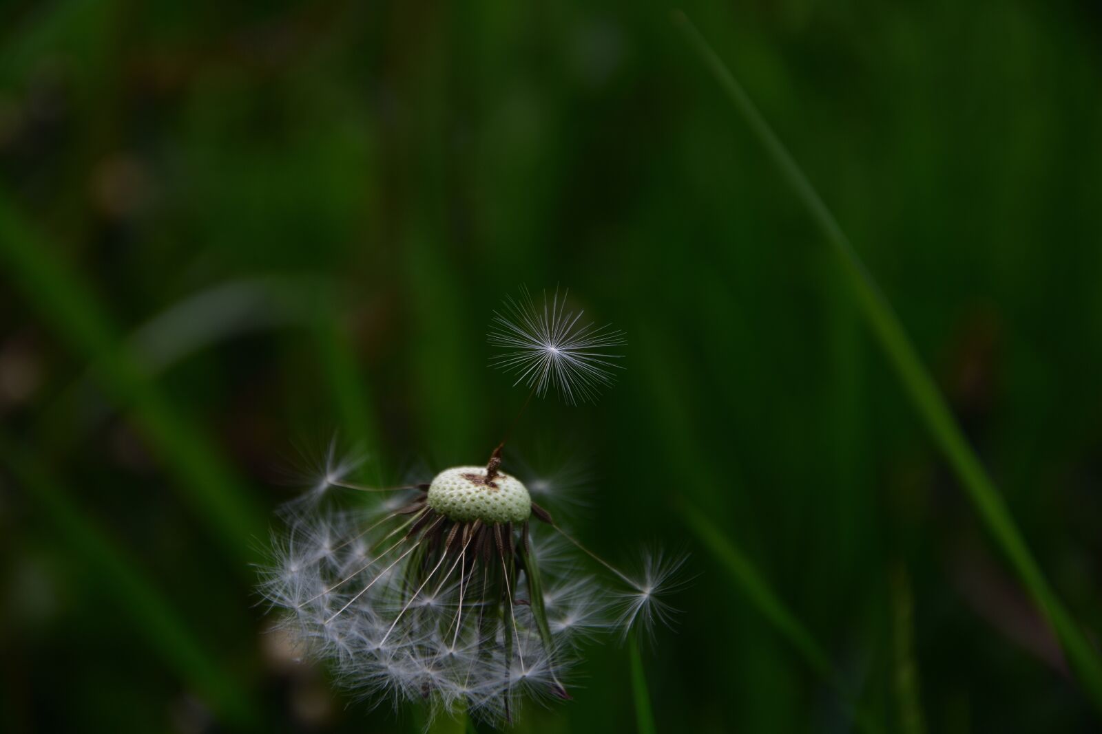 Nikon D3400 sample photo. Faded dandelion, spring, seeds photography