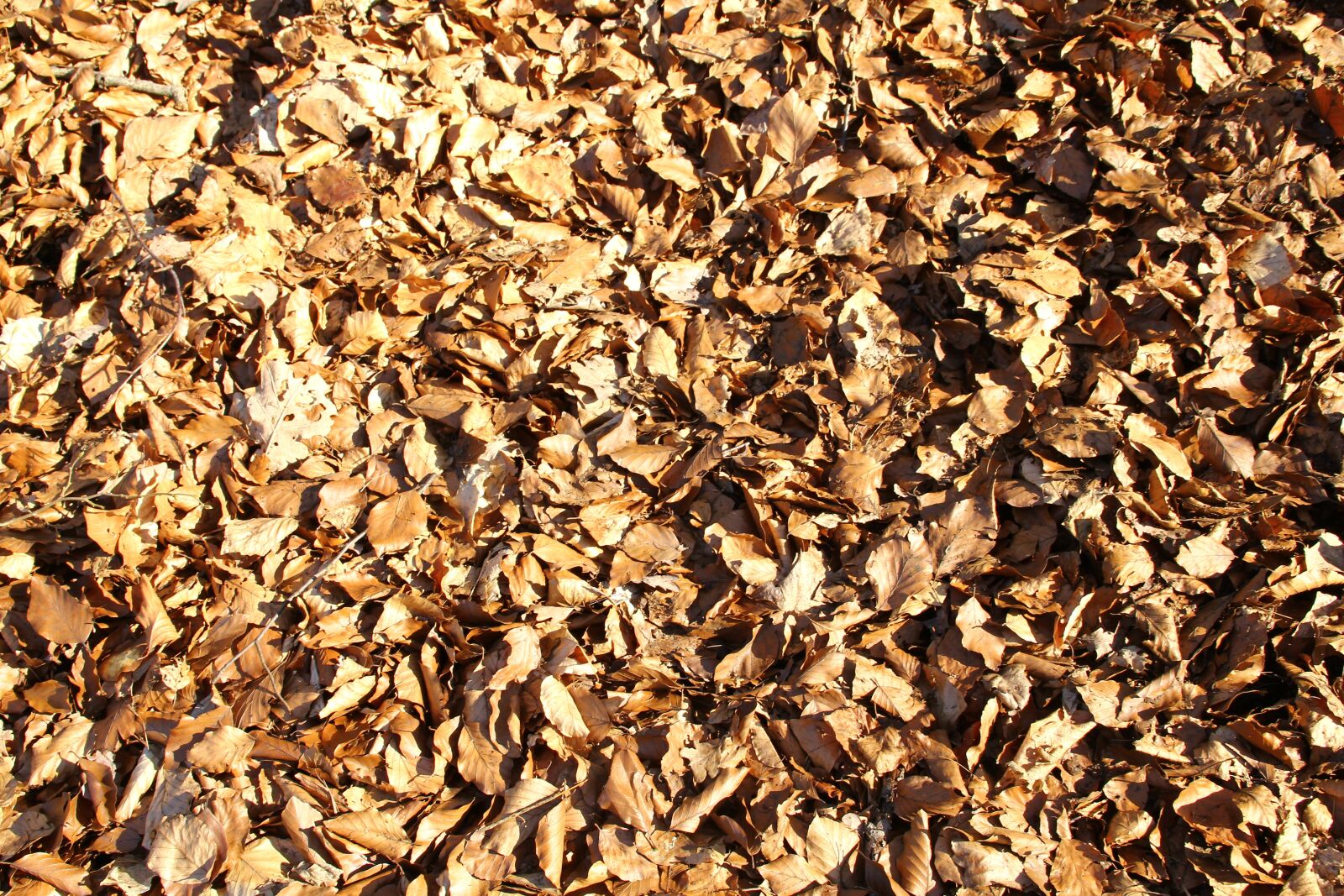 Canon EOS 550D (EOS Rebel T2i / EOS Kiss X4) sample photo. Leaves, autum, nature photography