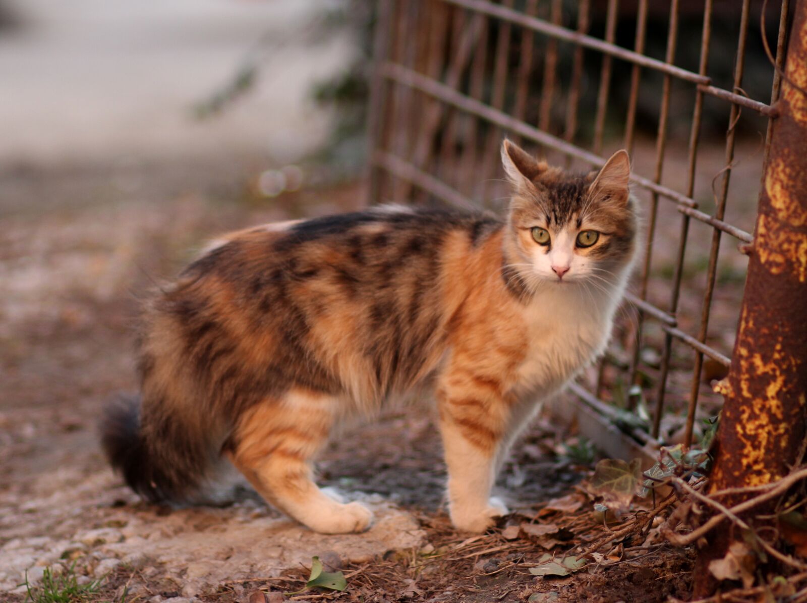 Canon EOS 700D (EOS Rebel T5i / EOS Kiss X7i) + Canon EF 85mm F1.8 USM sample photo. Cat, coloring, pet photography
